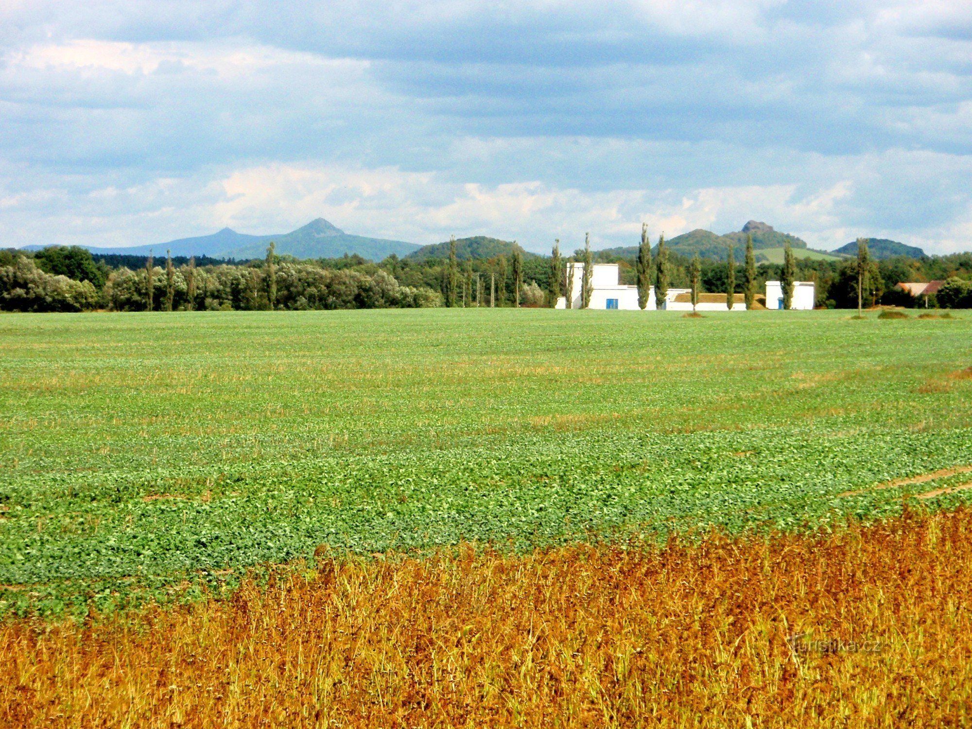 Prairies avec une plante aquatique