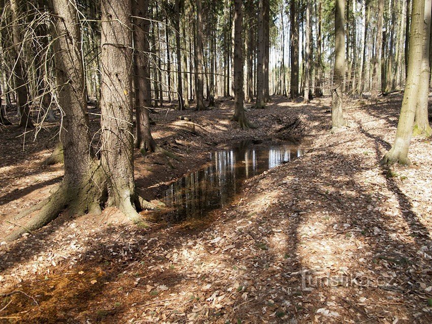 Uma poça na floresta