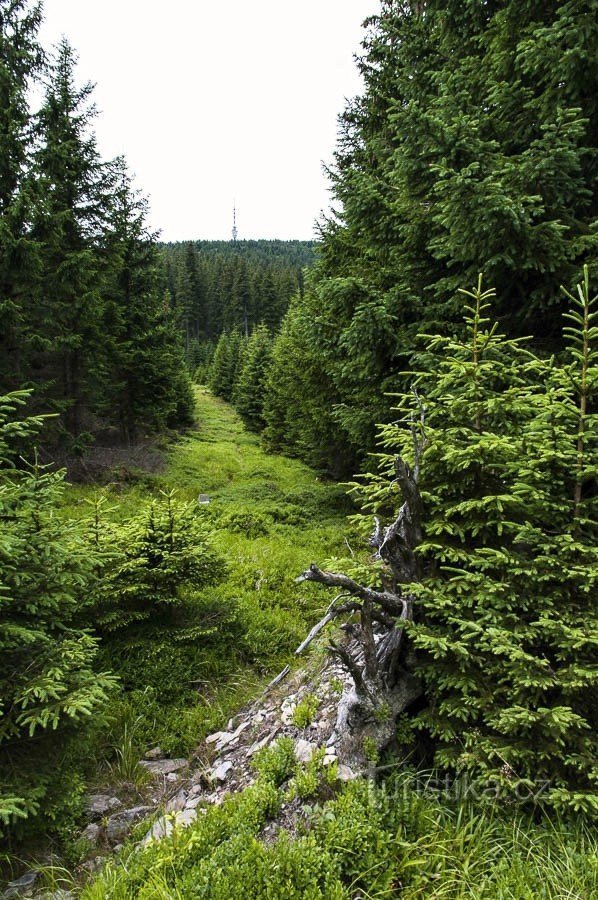 Metsästyskäytävä painohuoneessa