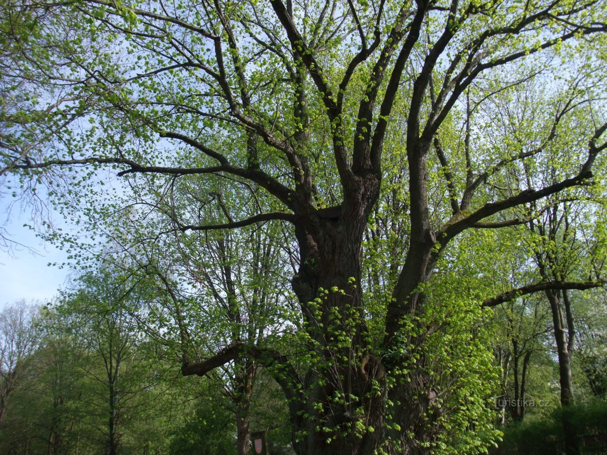 Luby /Schőnbach/ - Herdenkingslinden