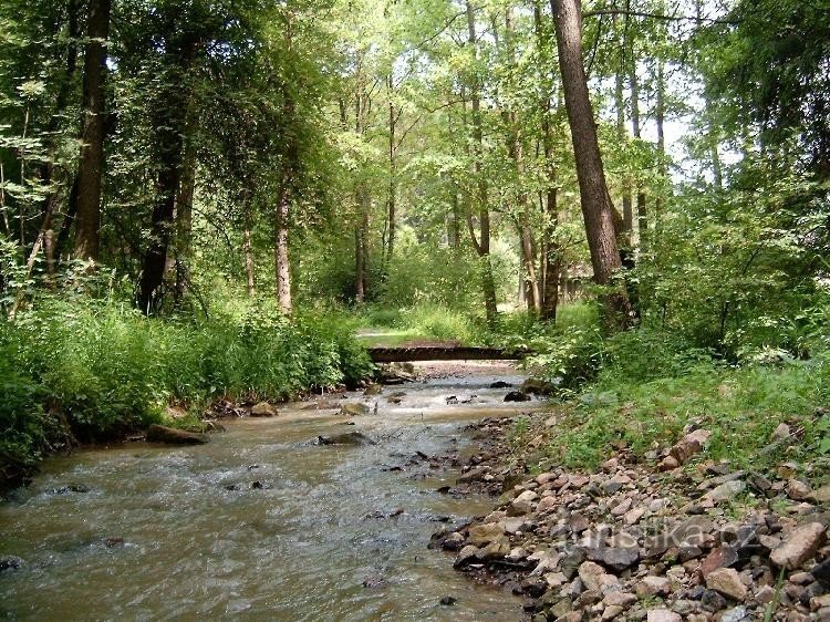 Potok Lučice w lesie