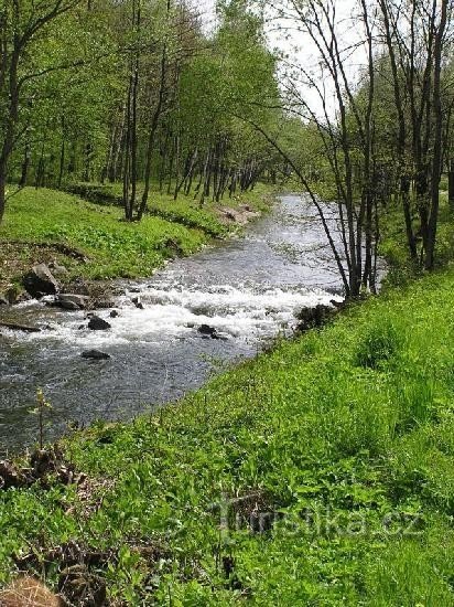 Græsland