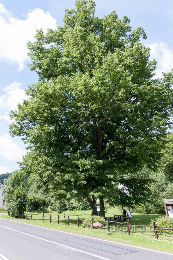 Ludvíkov – Linden bij het kasteel