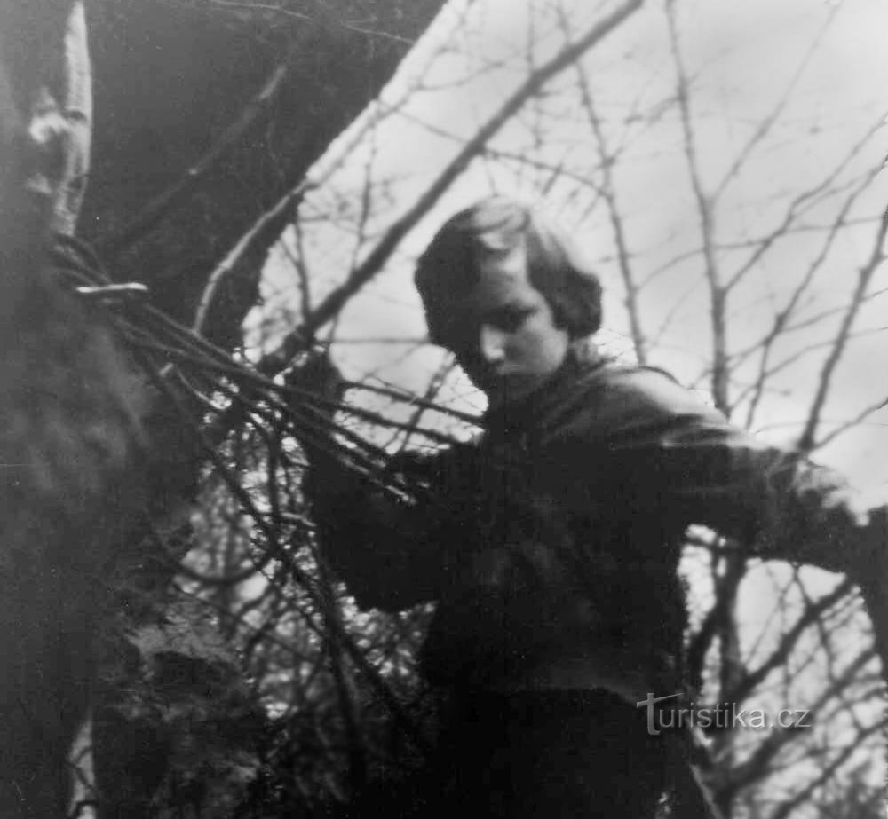 Ville rocheuse de Ludvíkov, tenez-vous près de l'arbre dans