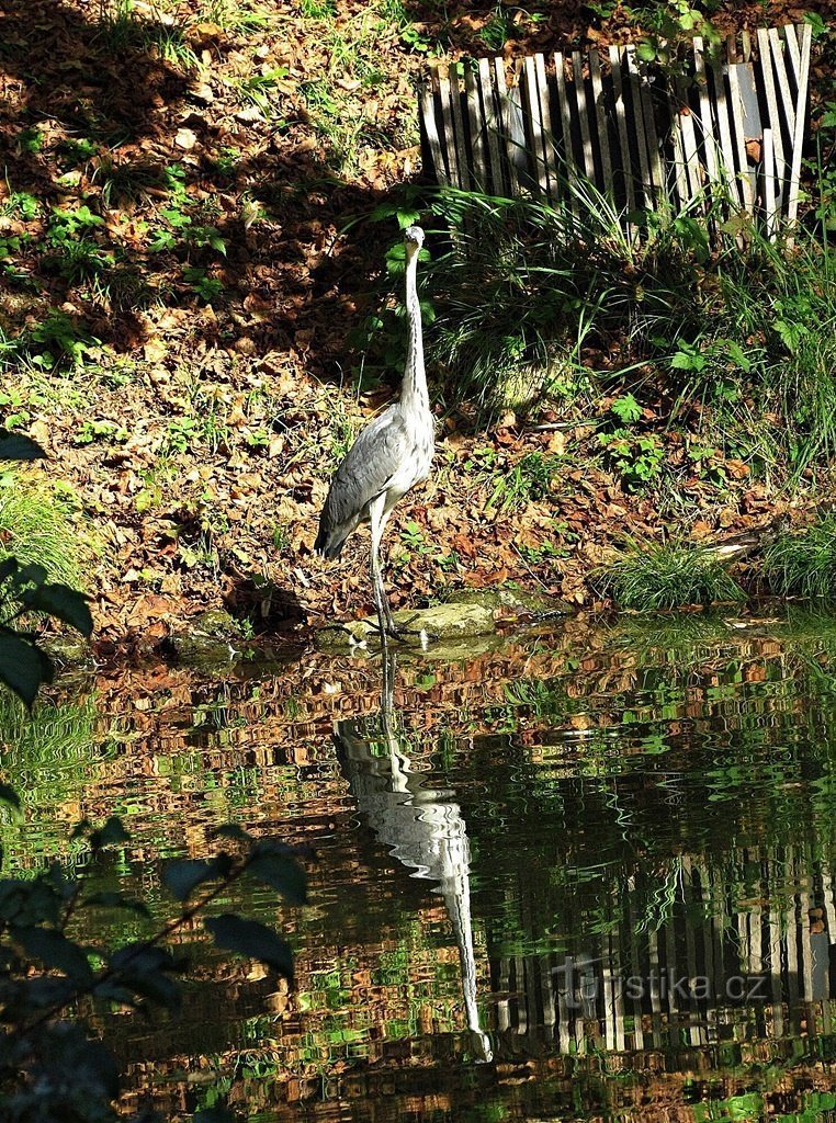 Luhačovický pond