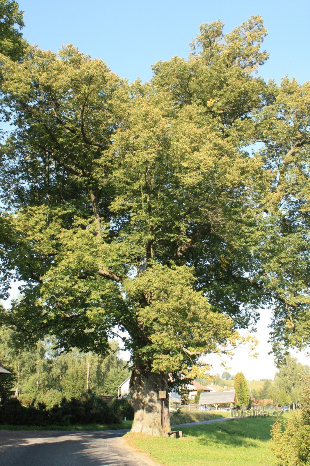 Luňáček's linden