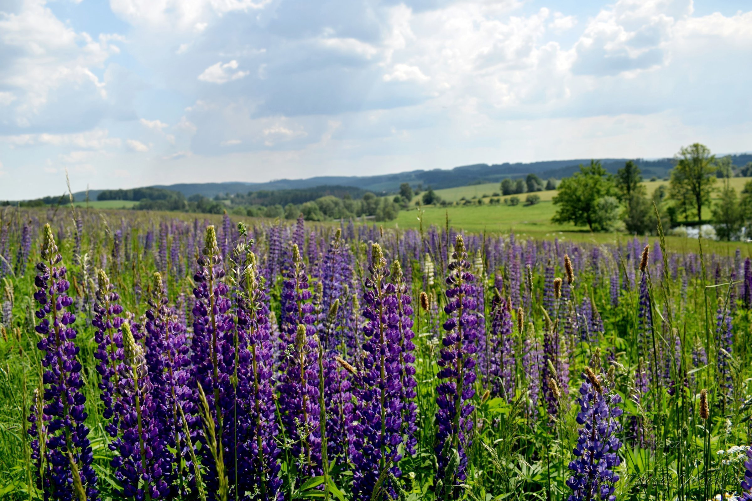 Lupine meadow in Vysočina.