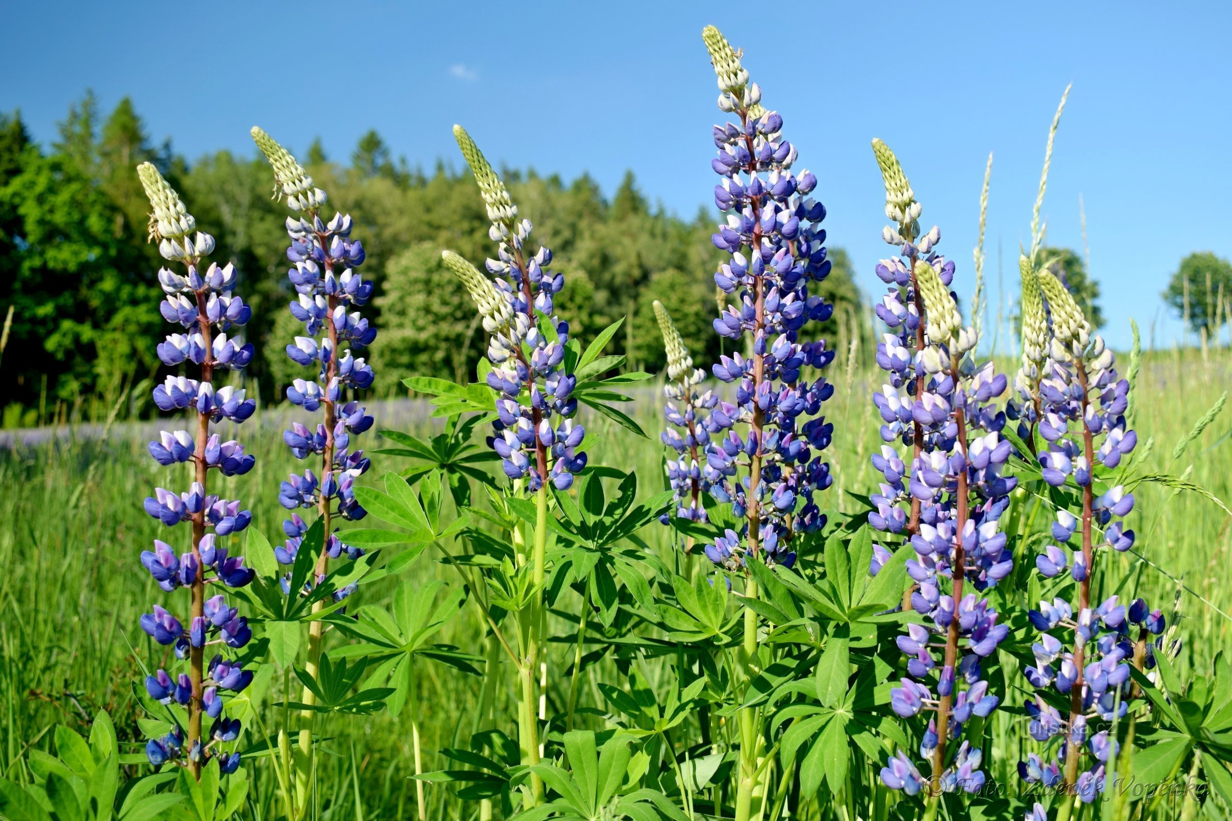 Lupine meadow in Vysočina.