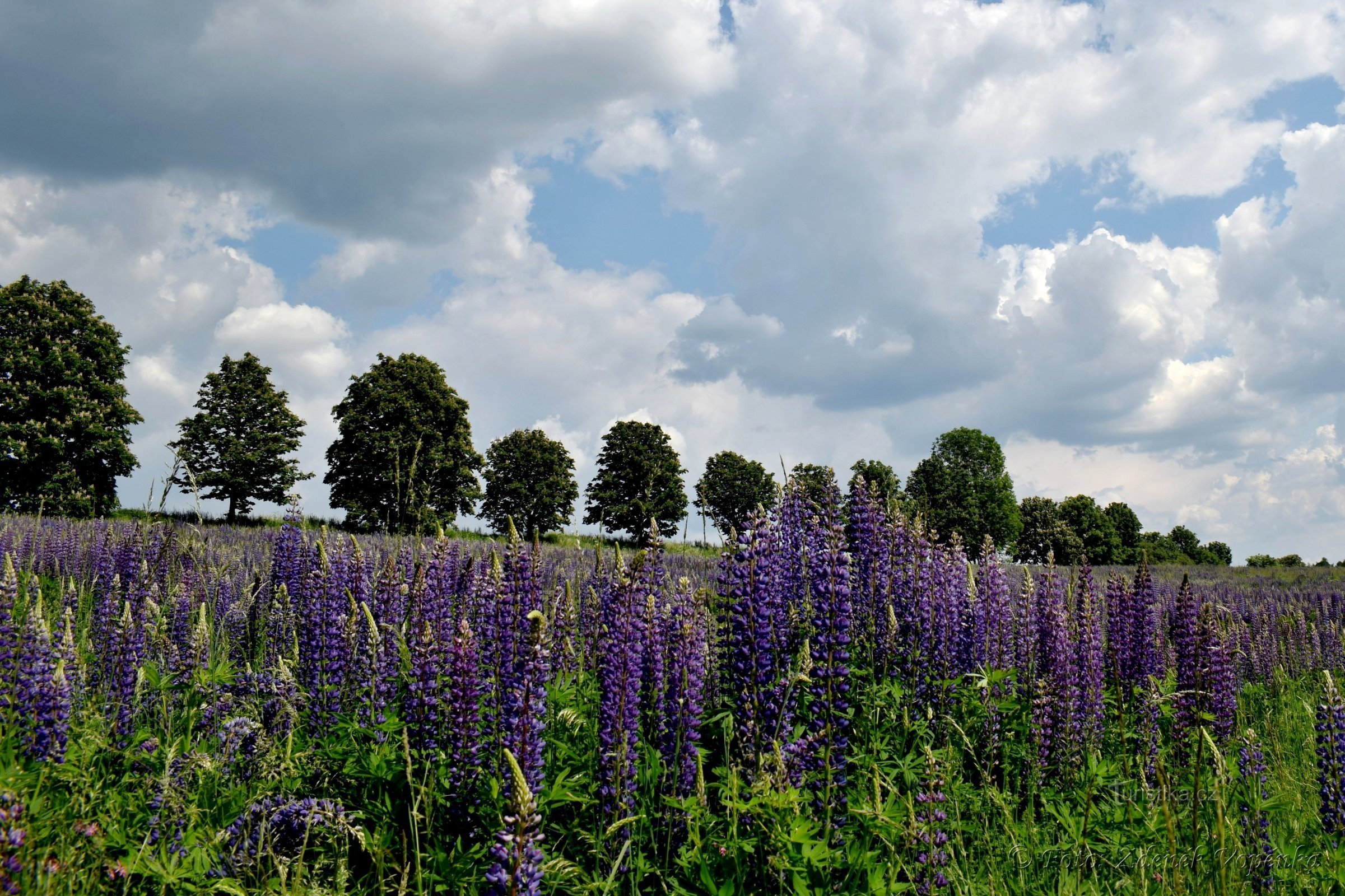 Đồng cỏ Lupin ở Vysočina.
