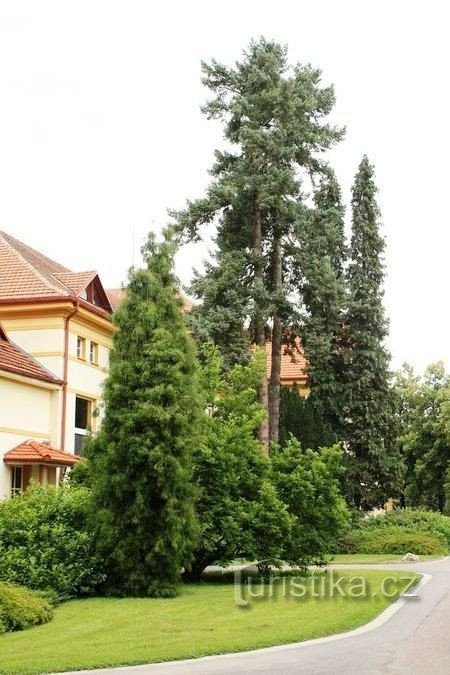 Luže - ospedale Hamz - arboreto