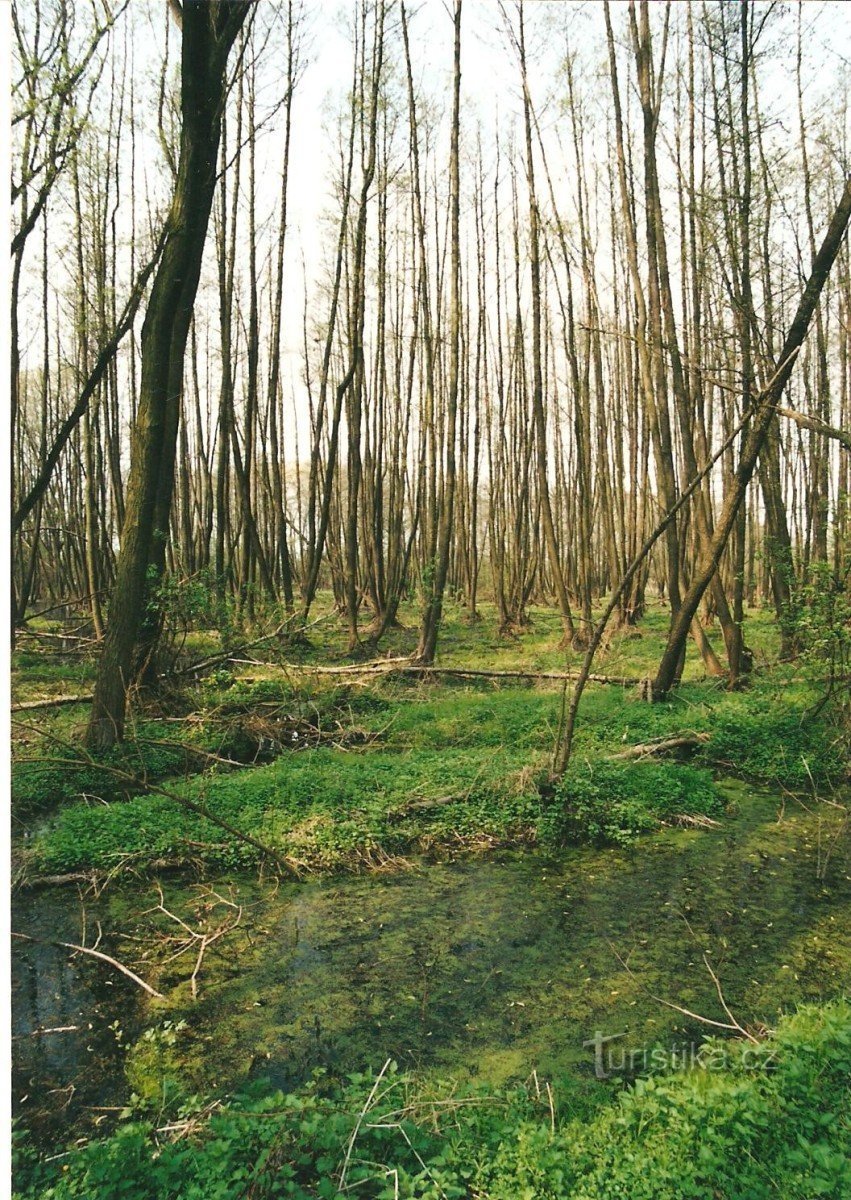 las łęgowy