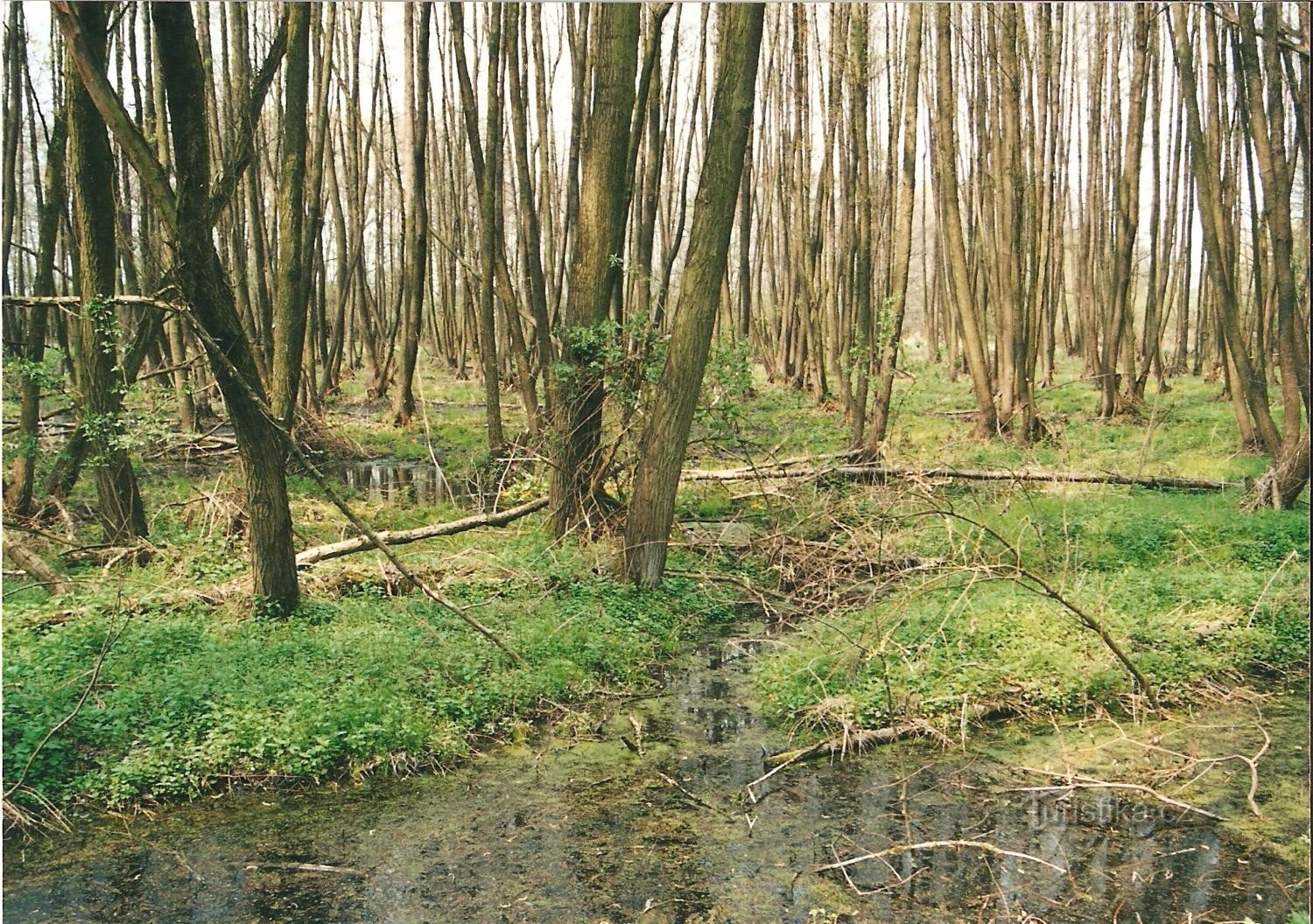 pădure de luncă inundabilă