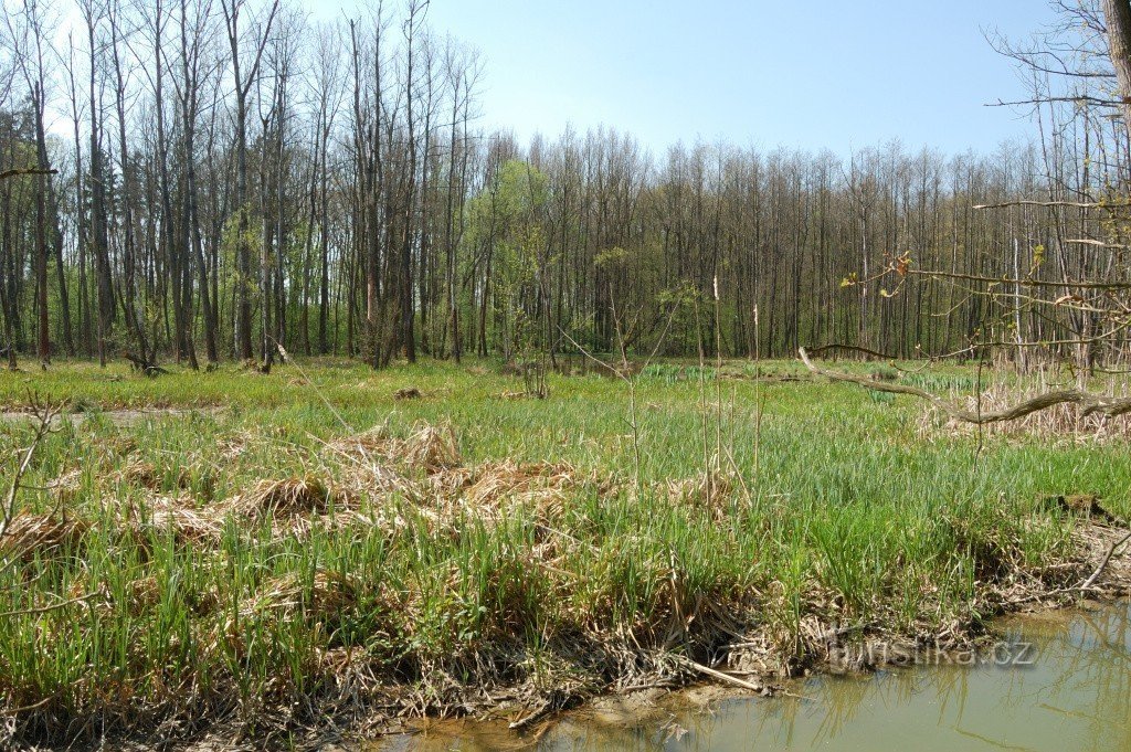 Floodplain forest