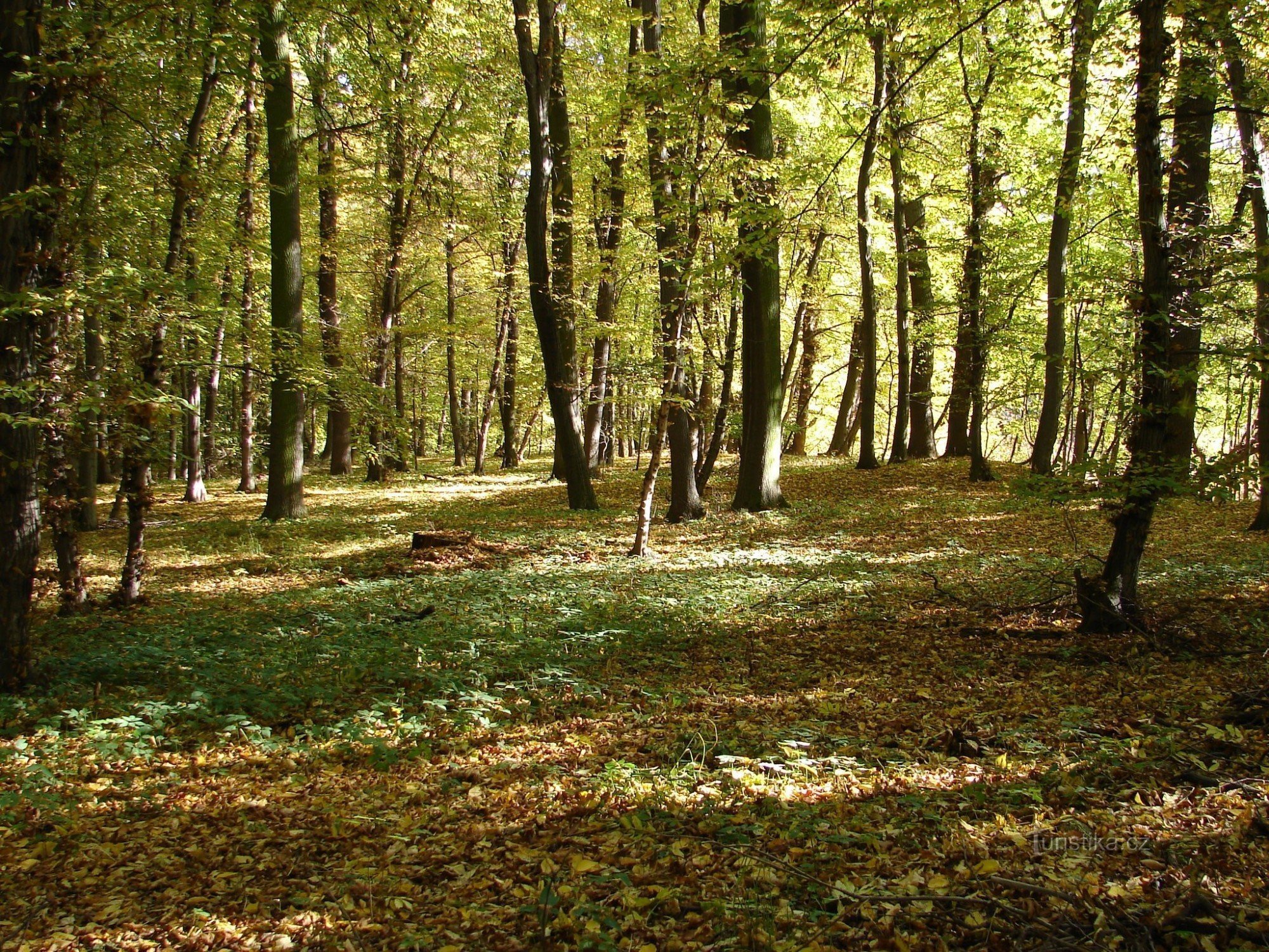 Forêt inondable