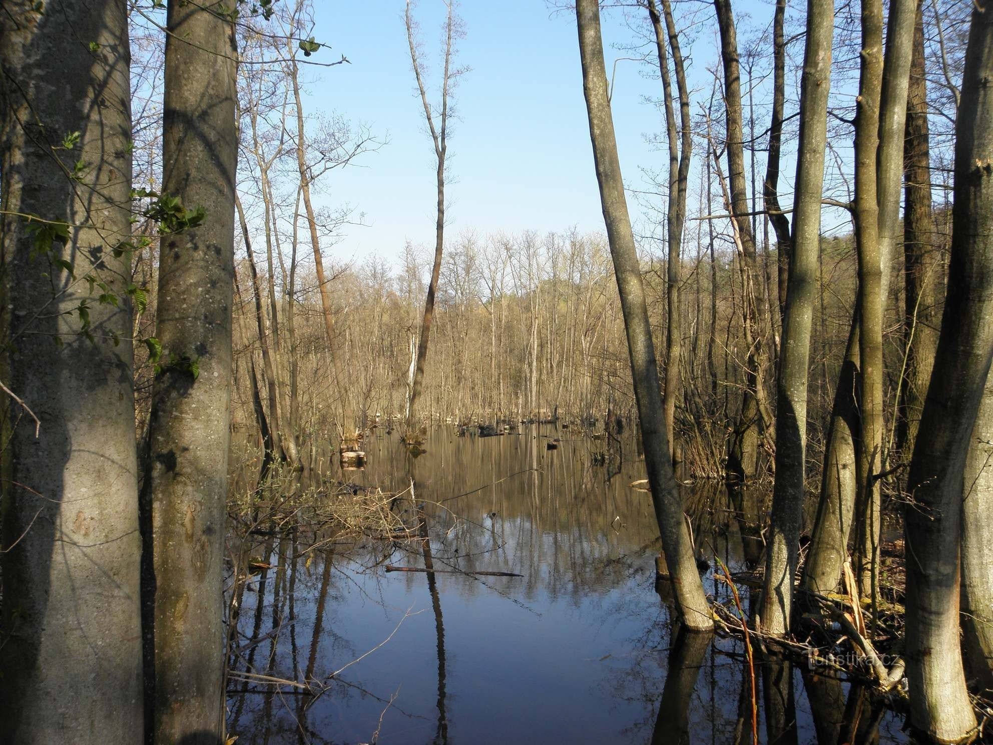 Pădurea aluvionară de pe Roketnice - 18.4.2012 aprilie XNUMX
