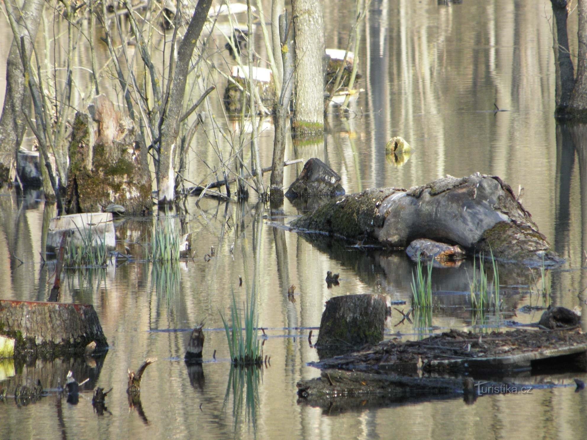 Alluvial skov på Roketnice - 18.4.2012. april XNUMX