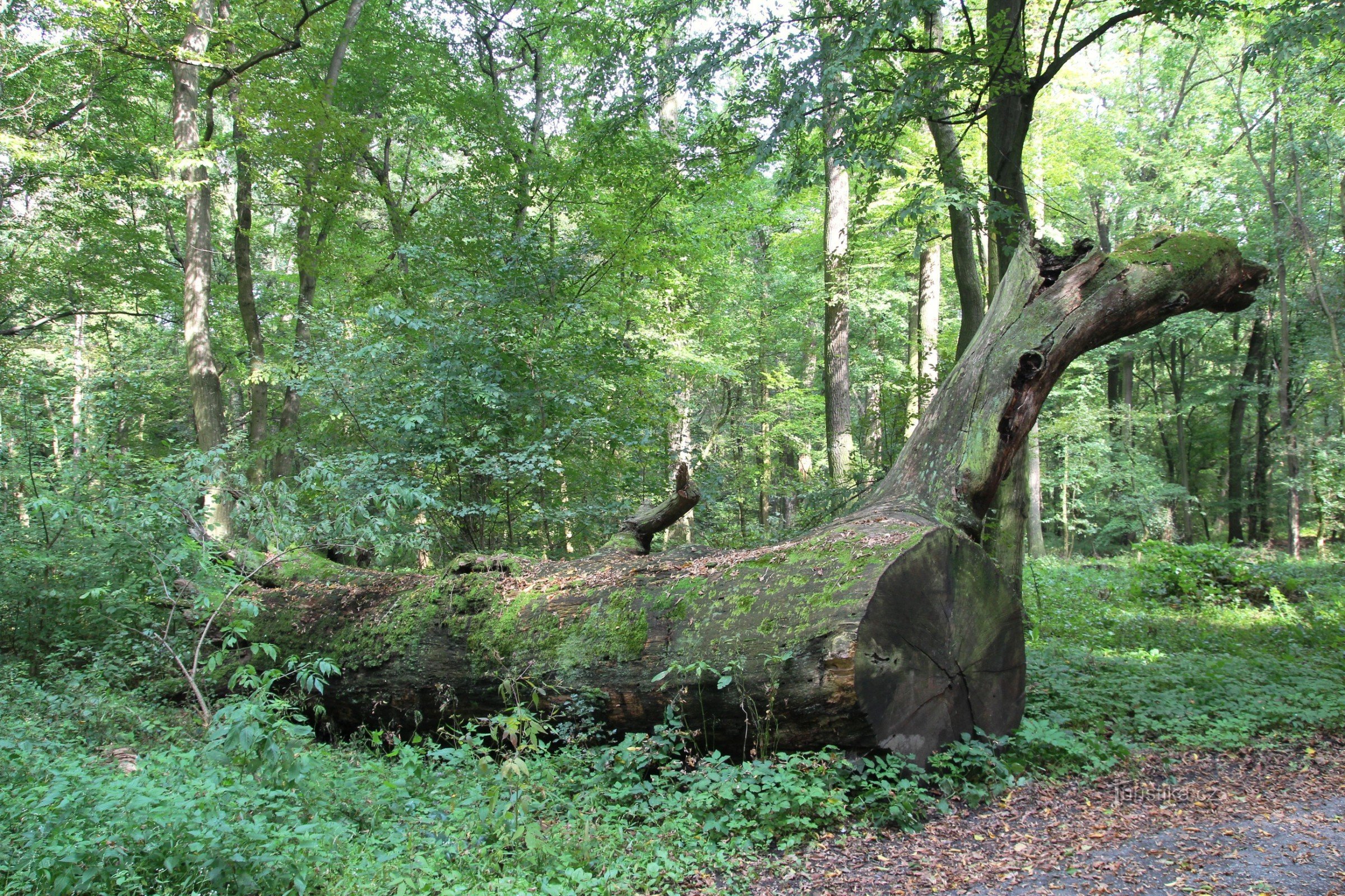 Forêt alluviale avec un chêne centenaire tombé au bord du sentier de randonnée