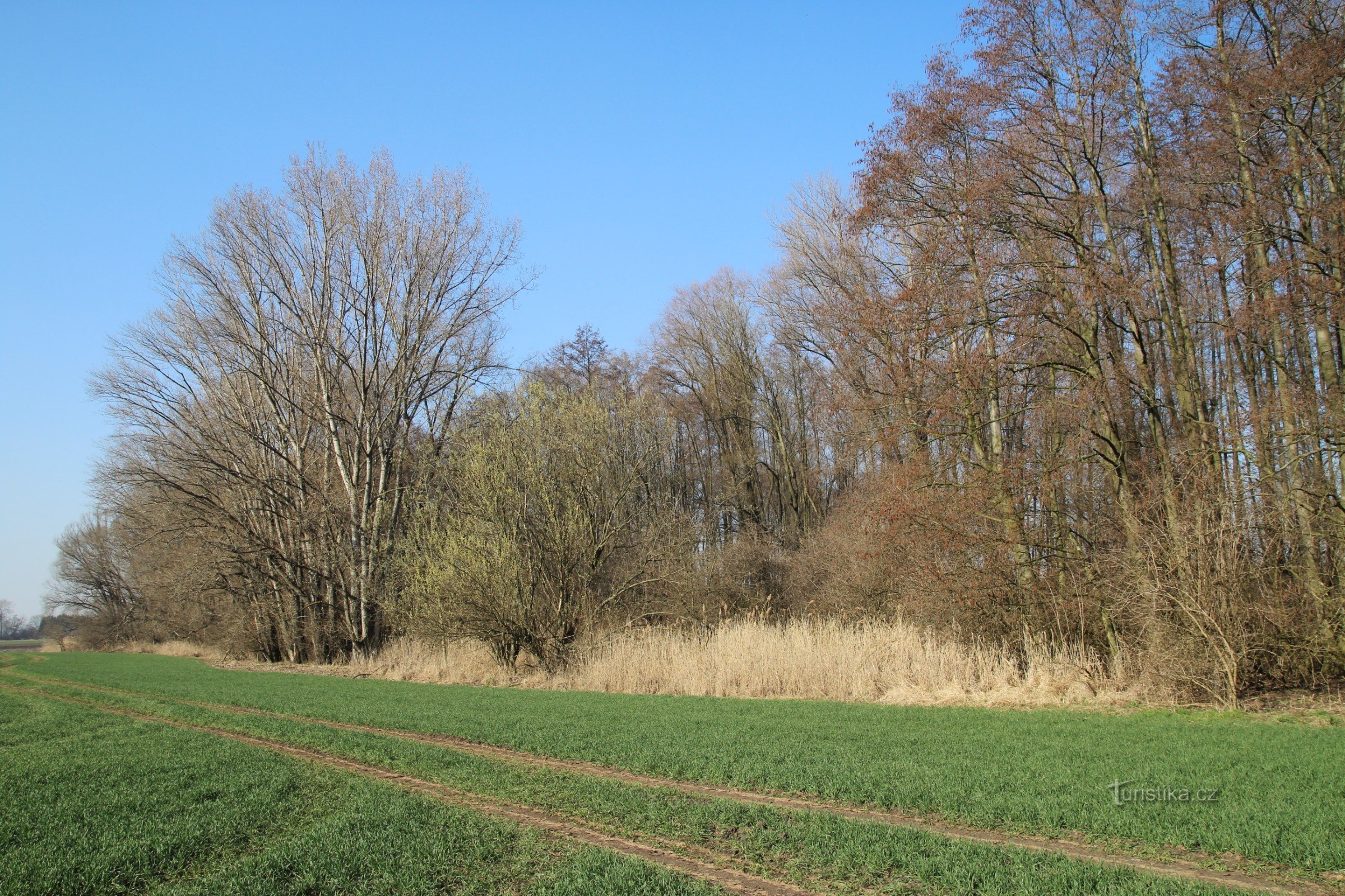 Pădure aluvională în partea de nord a sitului