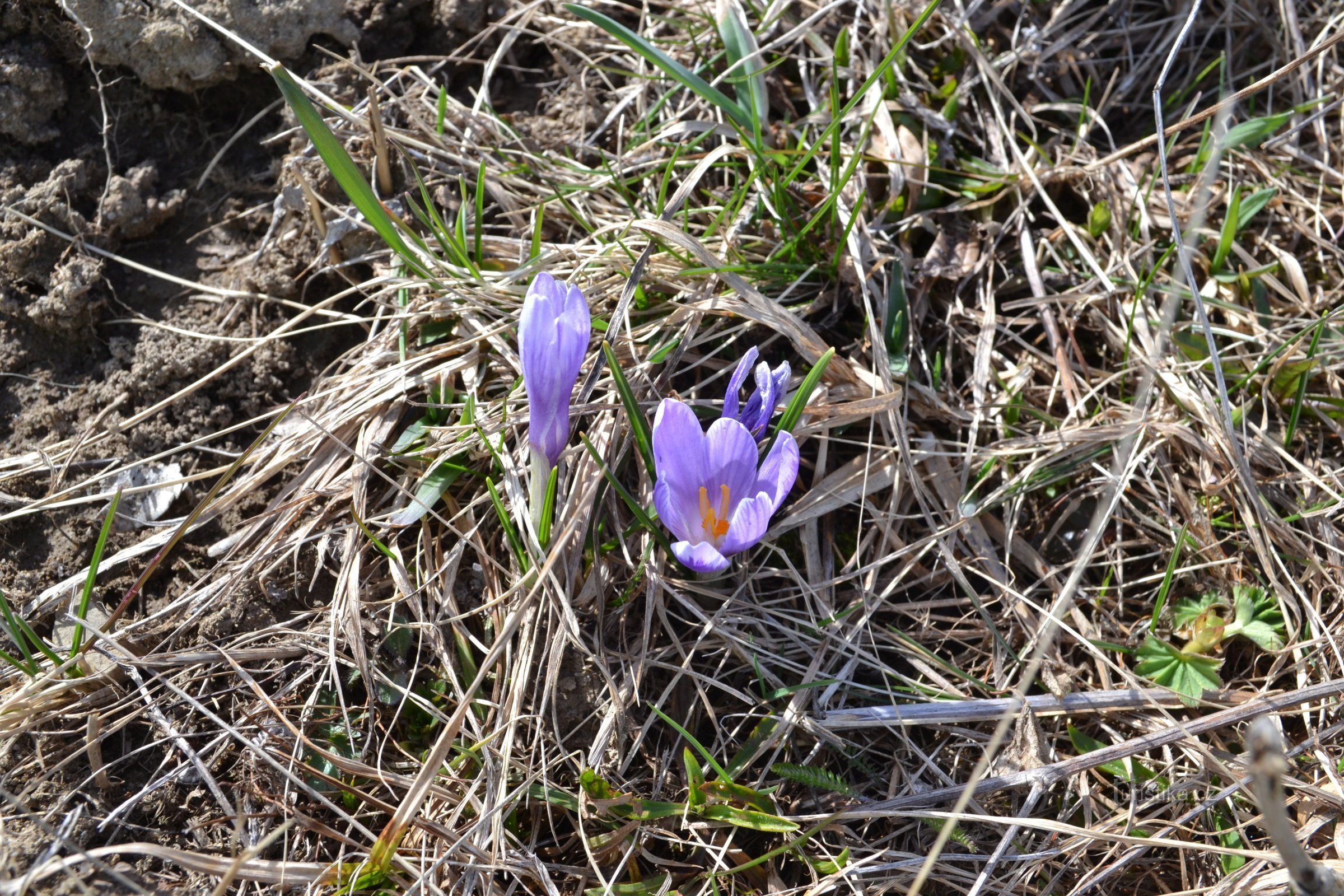 eine kleine violette Blume namens weißblütiger Safran