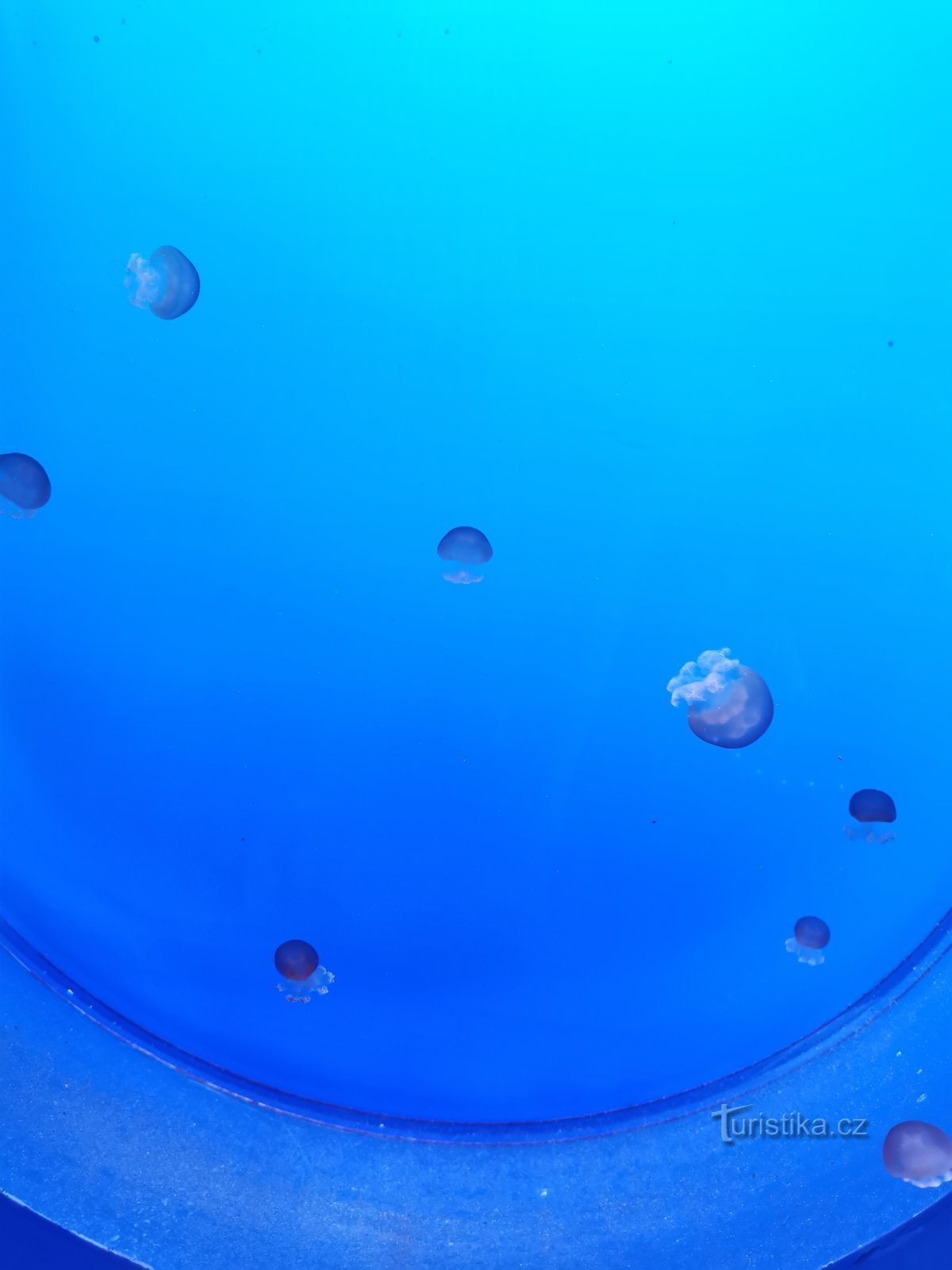 meduze mici