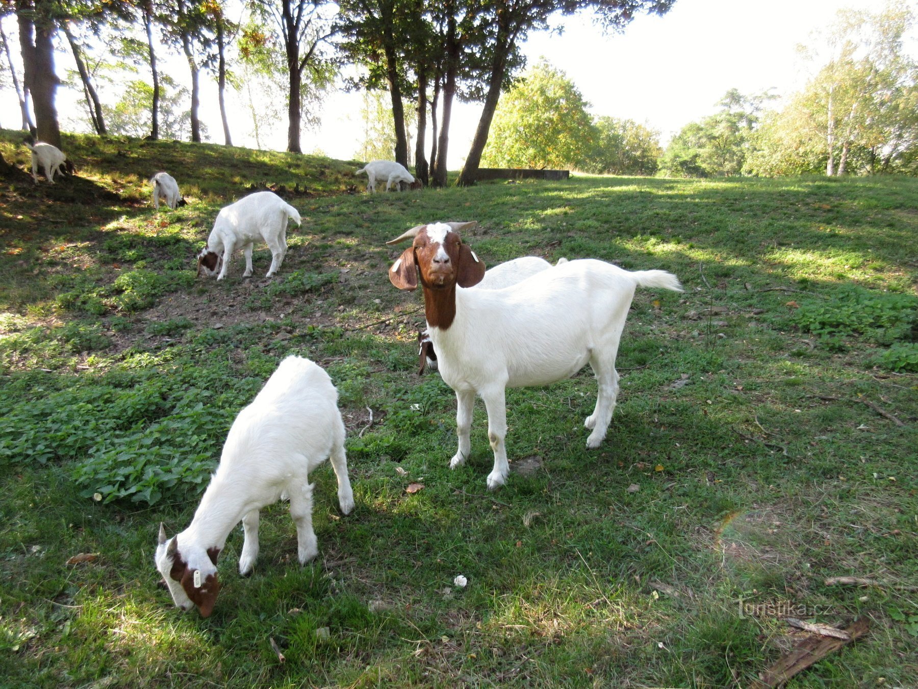 Malhostovice – landsby og Zlobice observationstårn