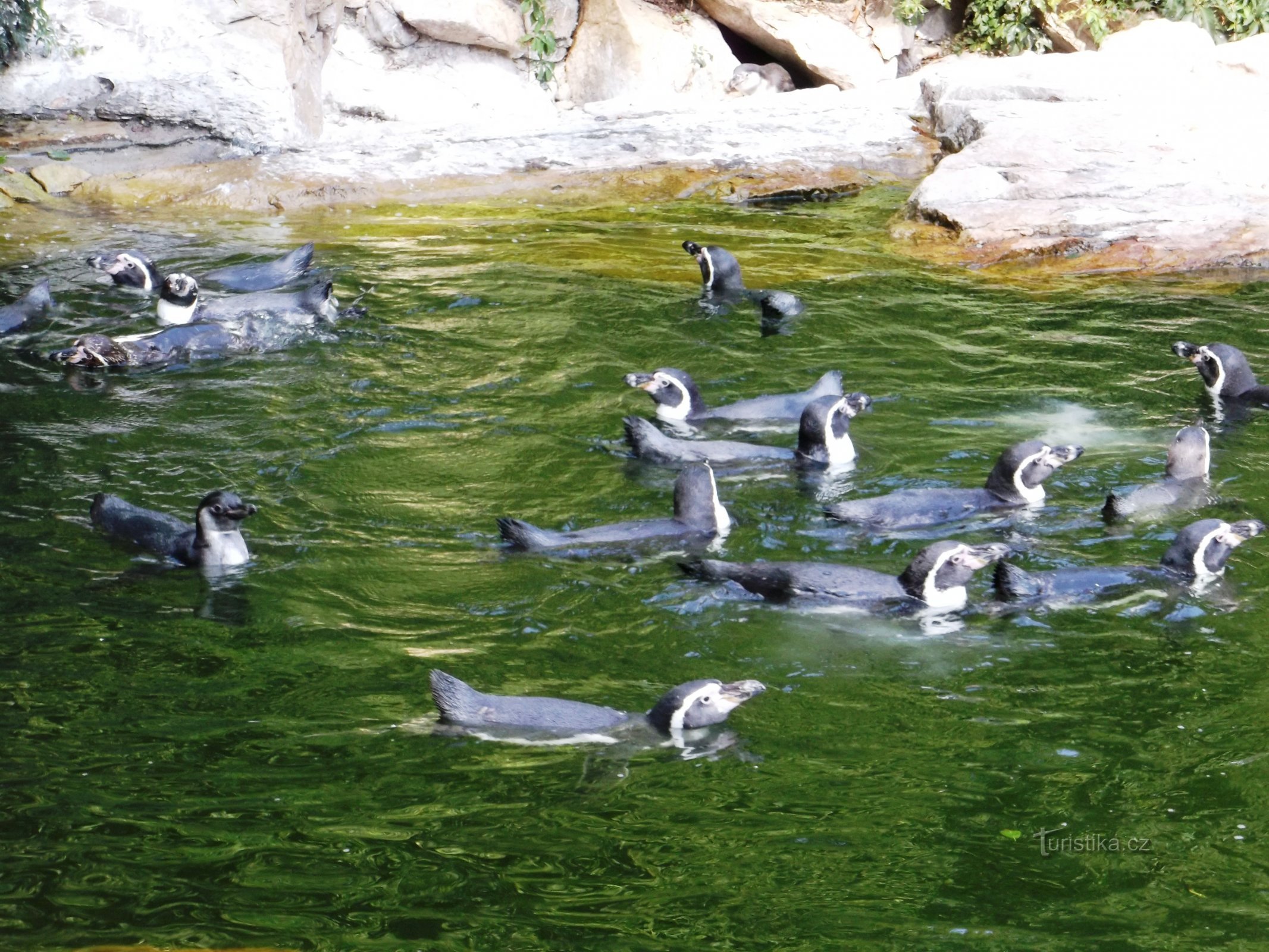 small Humboldt penguins, sometimes also called one-banded penguins