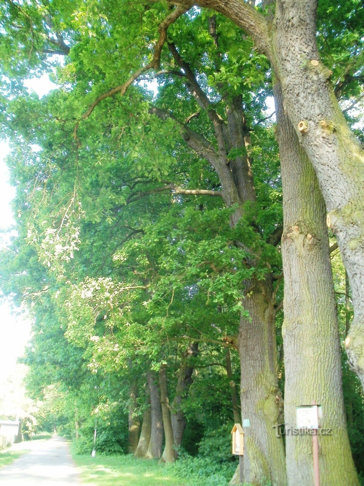 Malšovick dam - Hradecké lesy