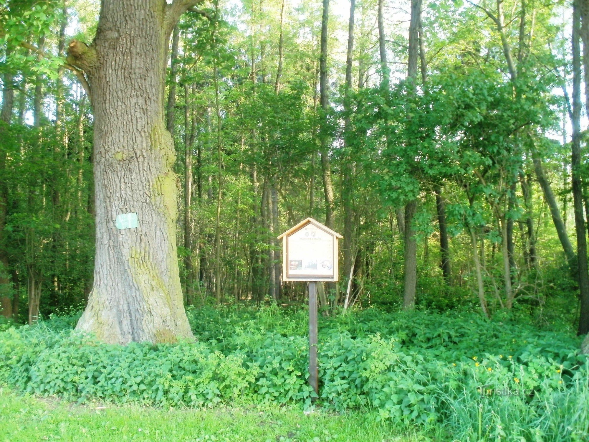 Malšovick-dam - Hradecké lesy