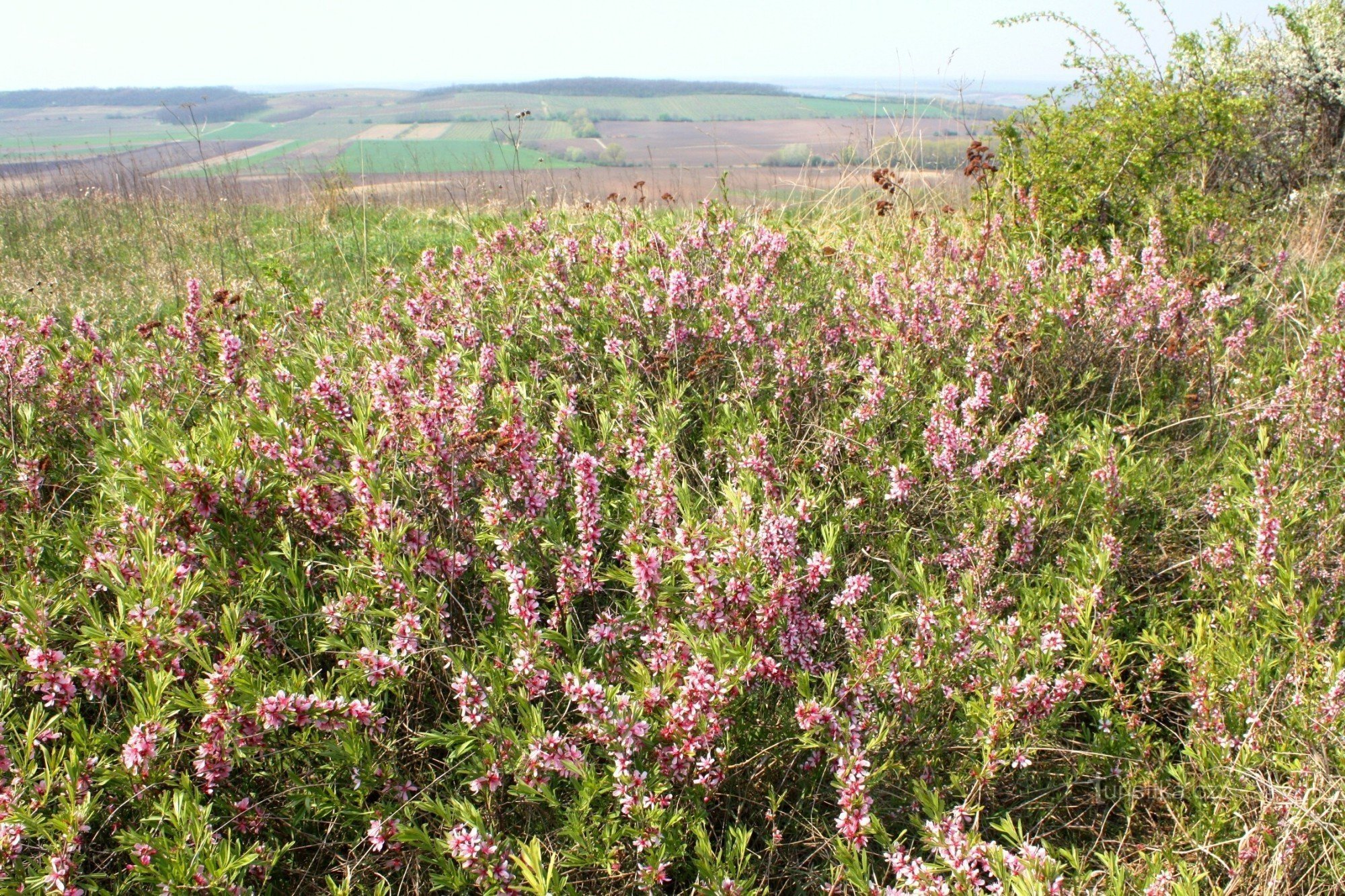 Almond tree low on the crest of the Dunajovické hills