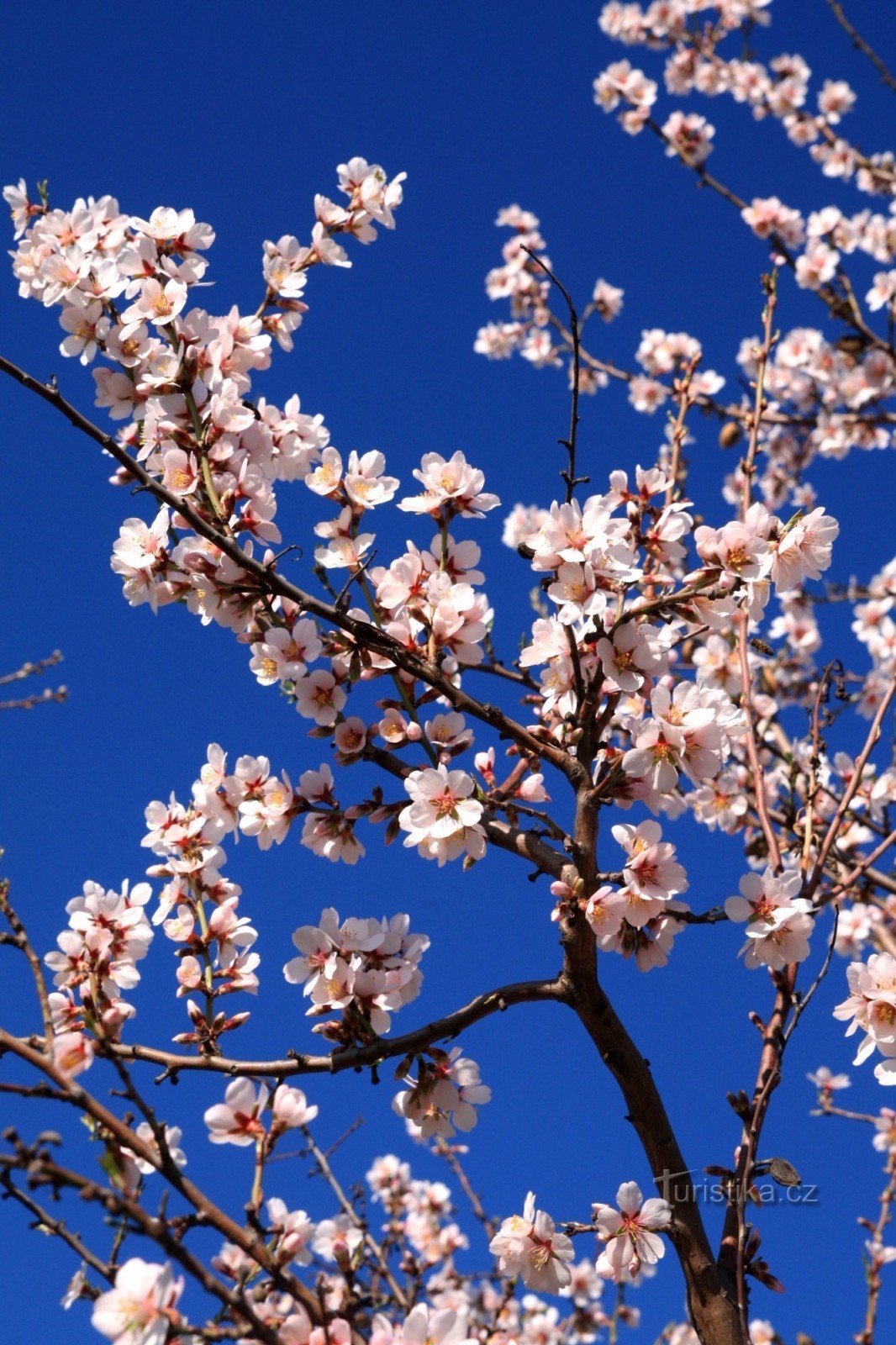 Amandes en pleine floraison