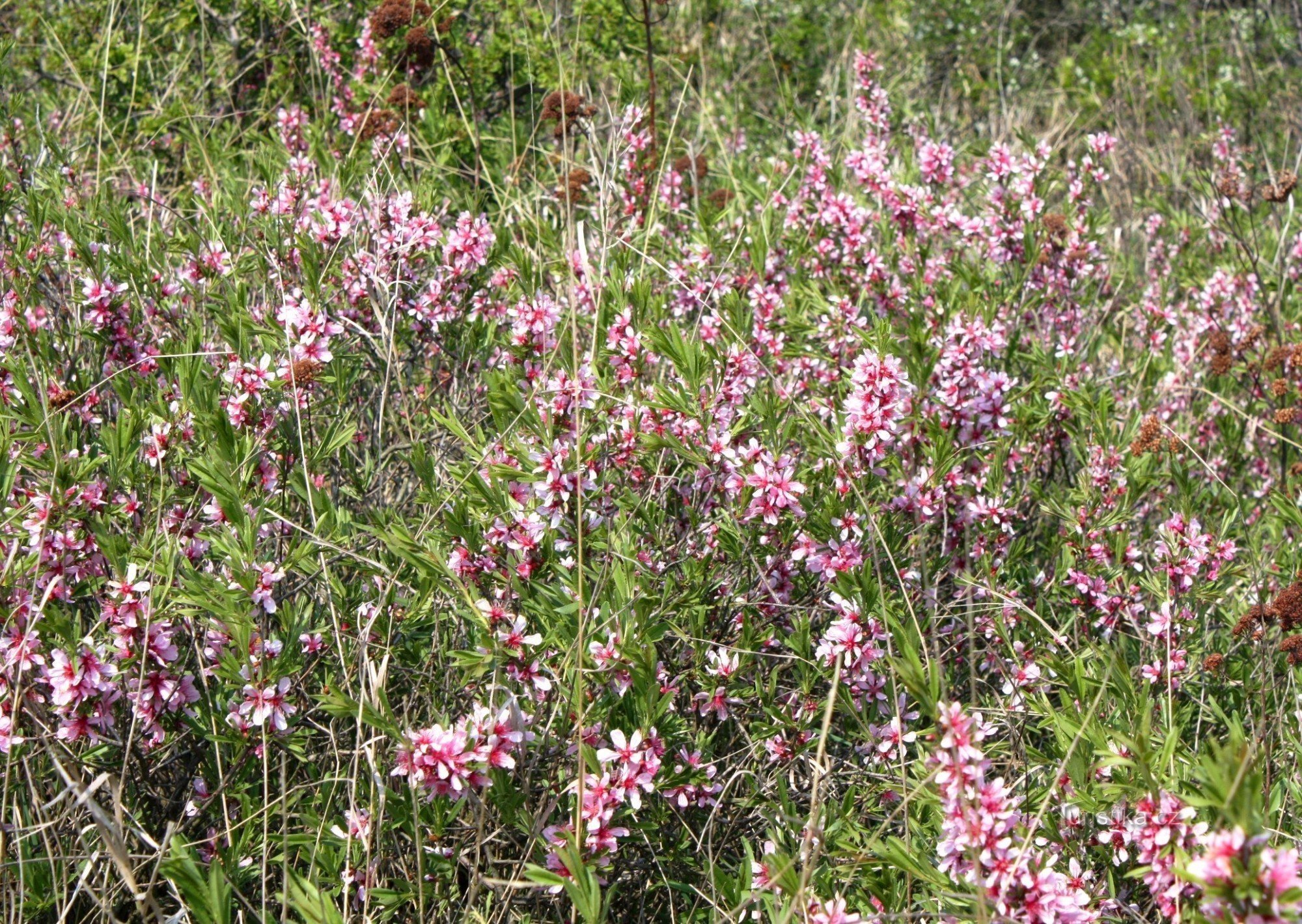 Mandloňová mez - een natuurmonument