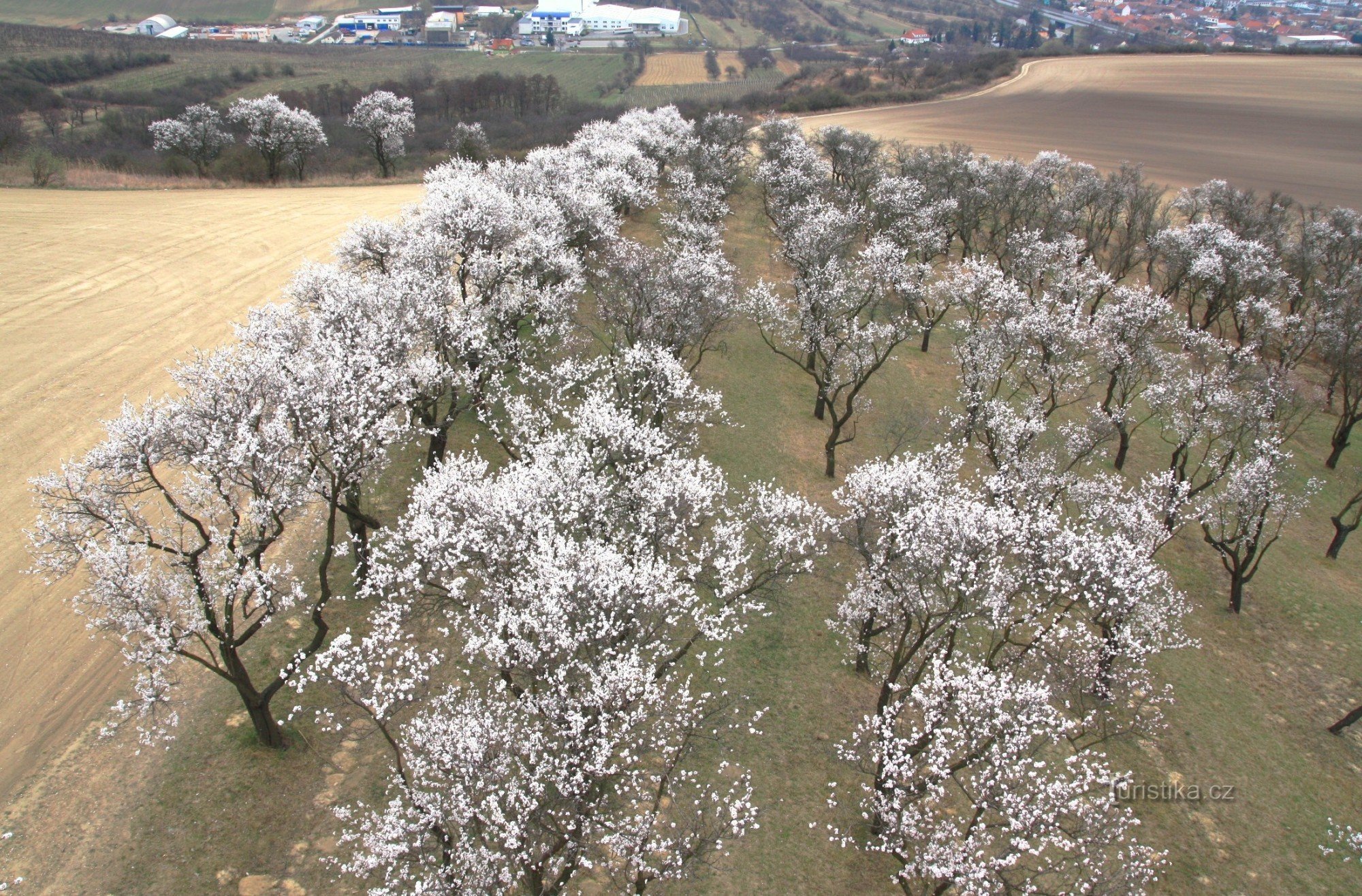 Almond orchard from the observation tower