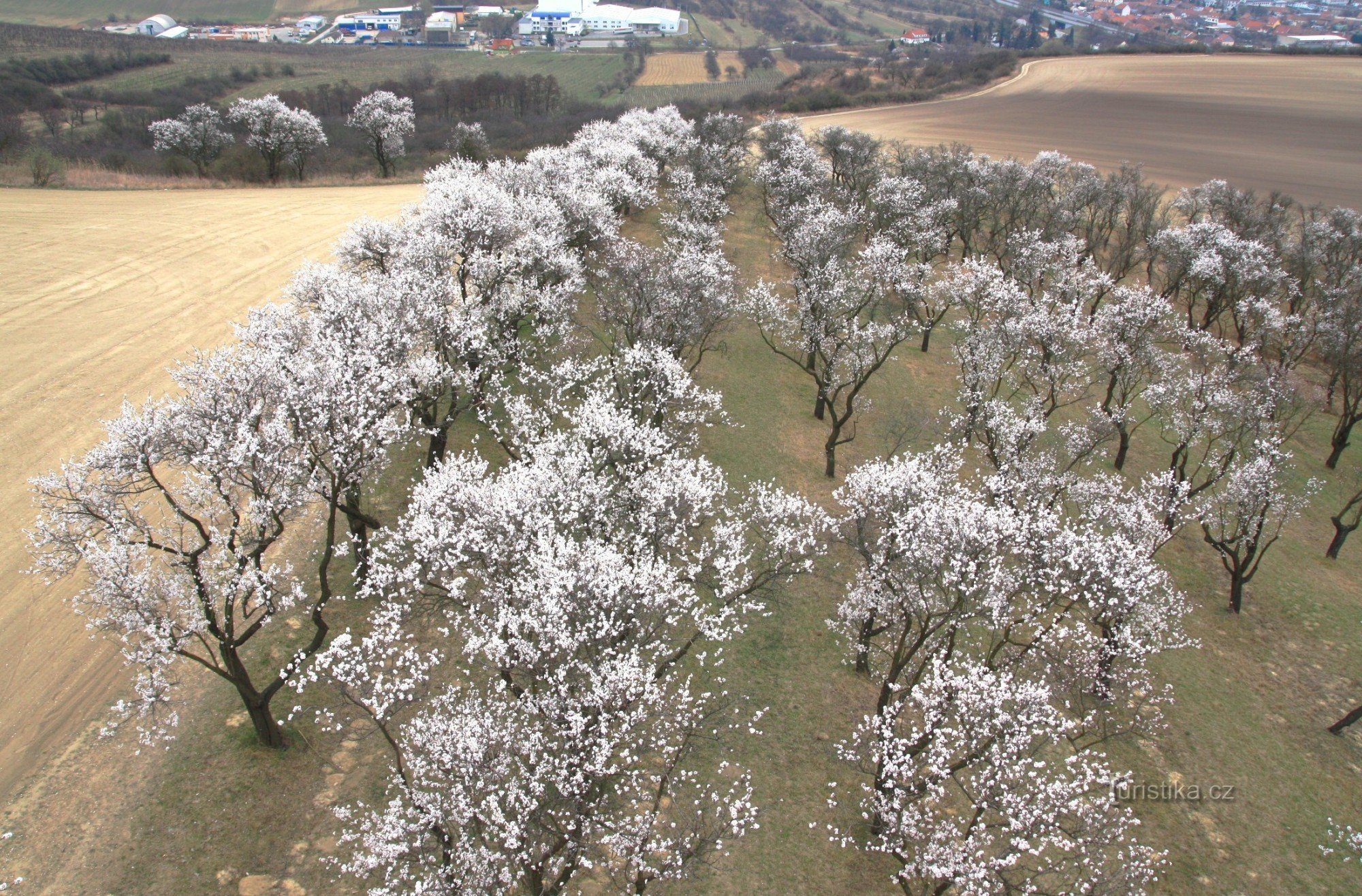 Pomar de amendoeiras da torre de observação