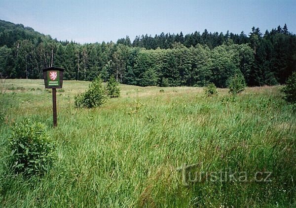 Marschnerova meadow