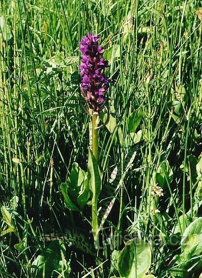 Marschner Meadow