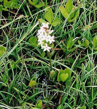 Marschnerova meadow