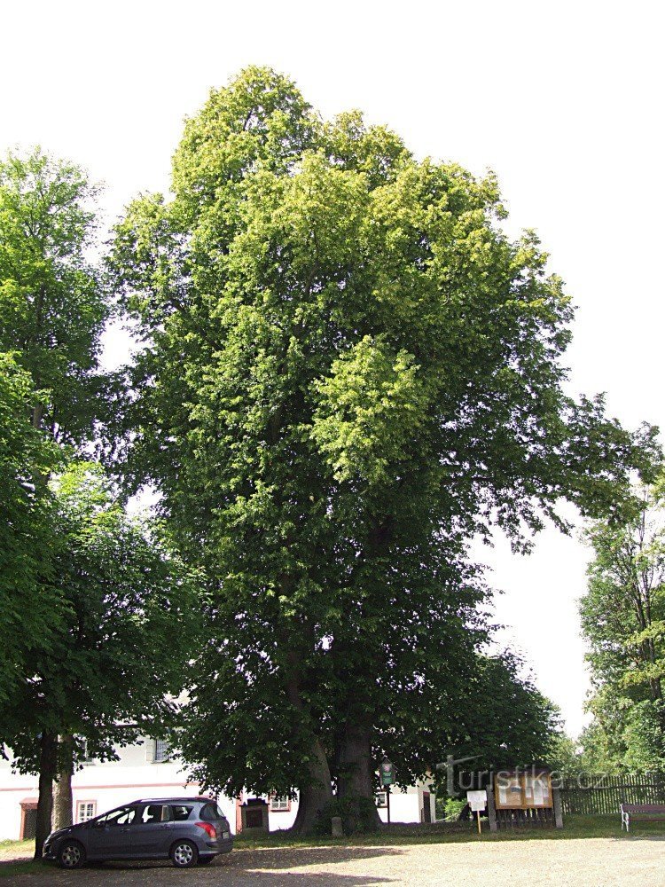 Jindřichovice 的 Martinská 菩提树