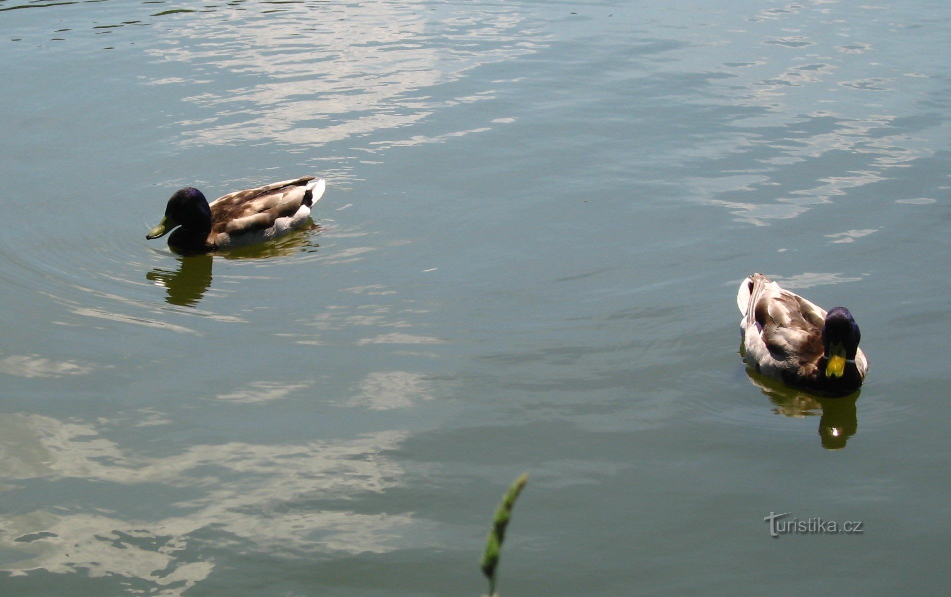 Botiče meandri in Hamerský rybník
