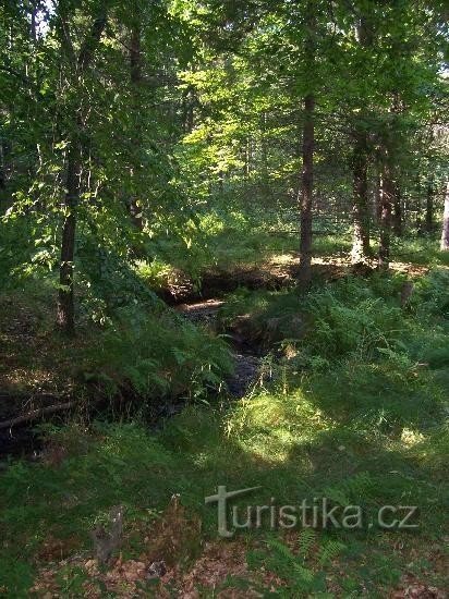 Meandri: una vista di un corso d'acqua tortuoso