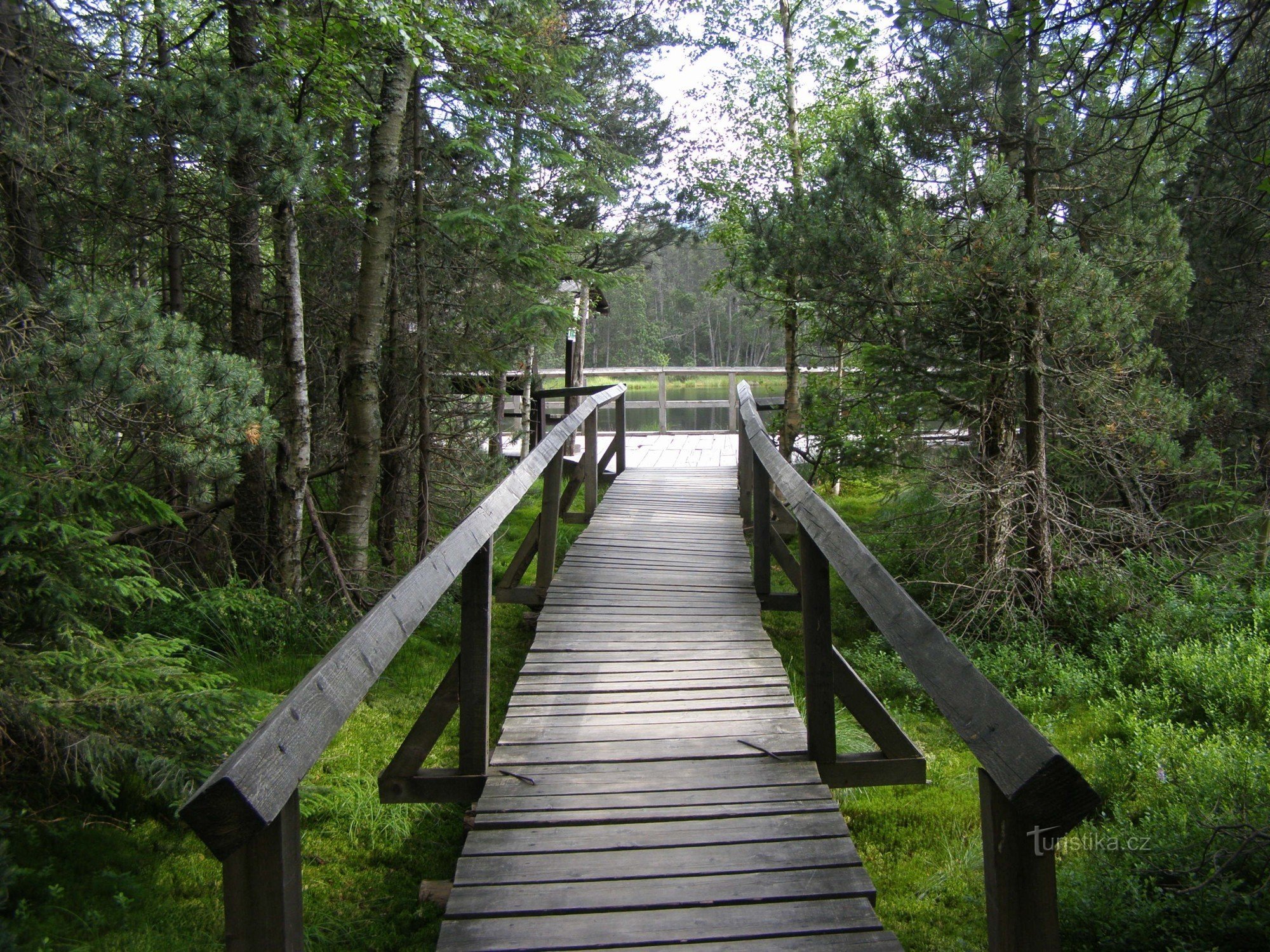 Moss pond