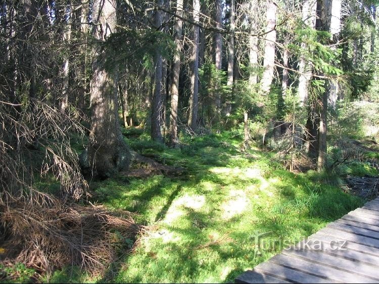 Crescimentos musgosos na floresta ao longo do caminho da placa de sinalização No lago musgoso