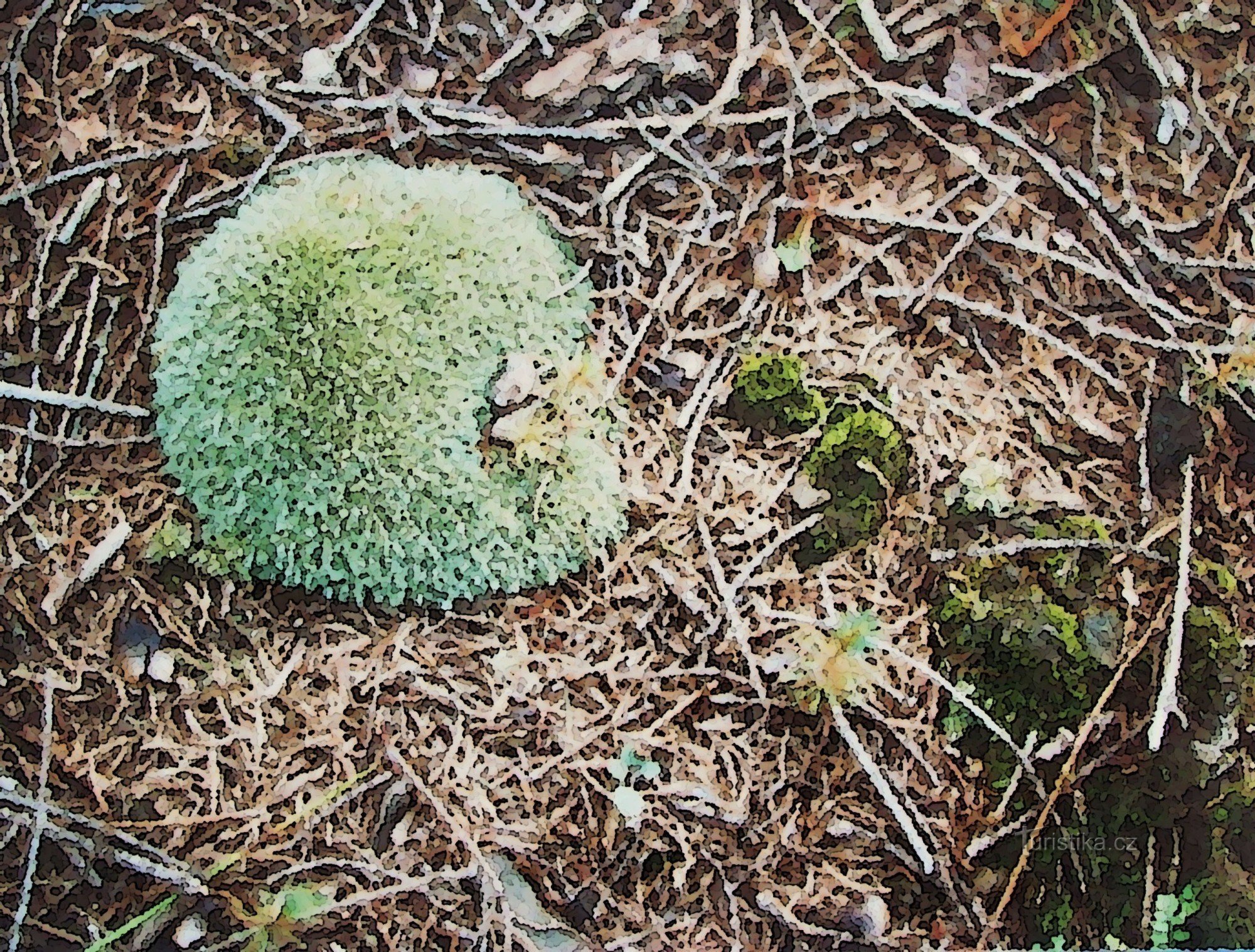 苔藓刺猬