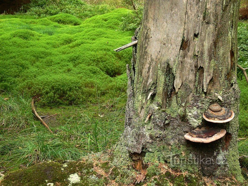 苔藓和疾病