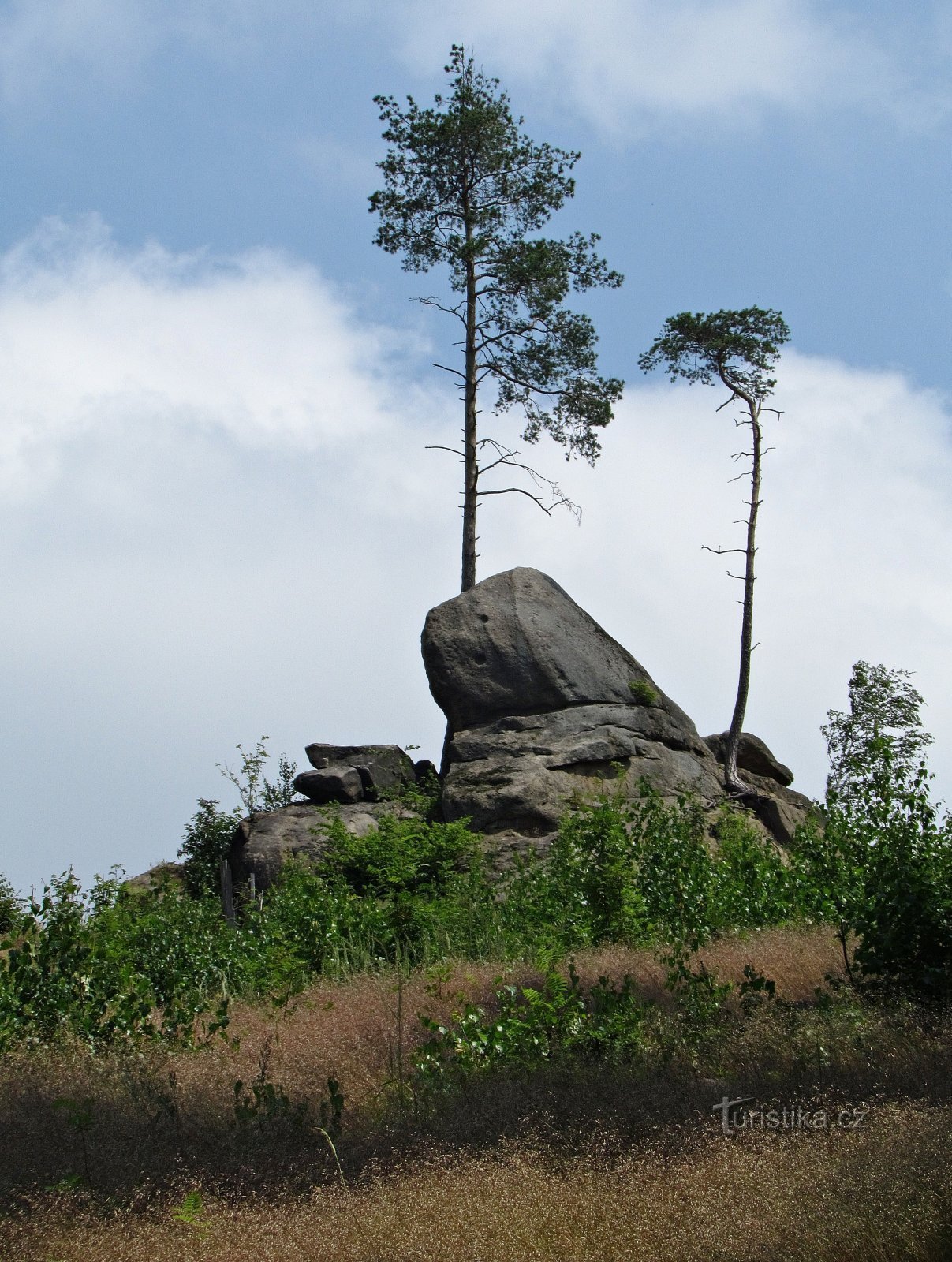 Kamperfoelie - Skypal Rock