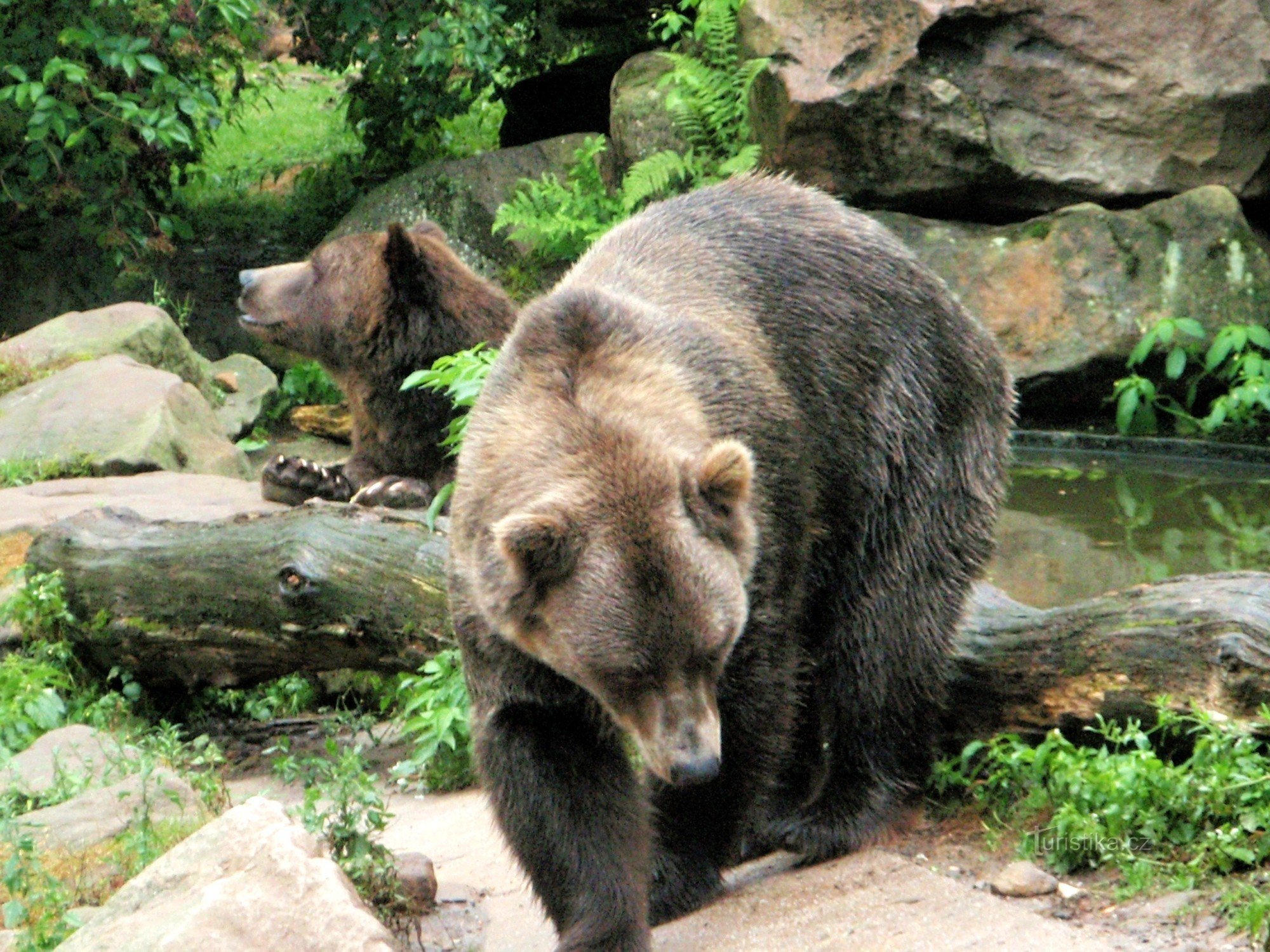 Oso grizzly