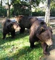 Bears Beroun