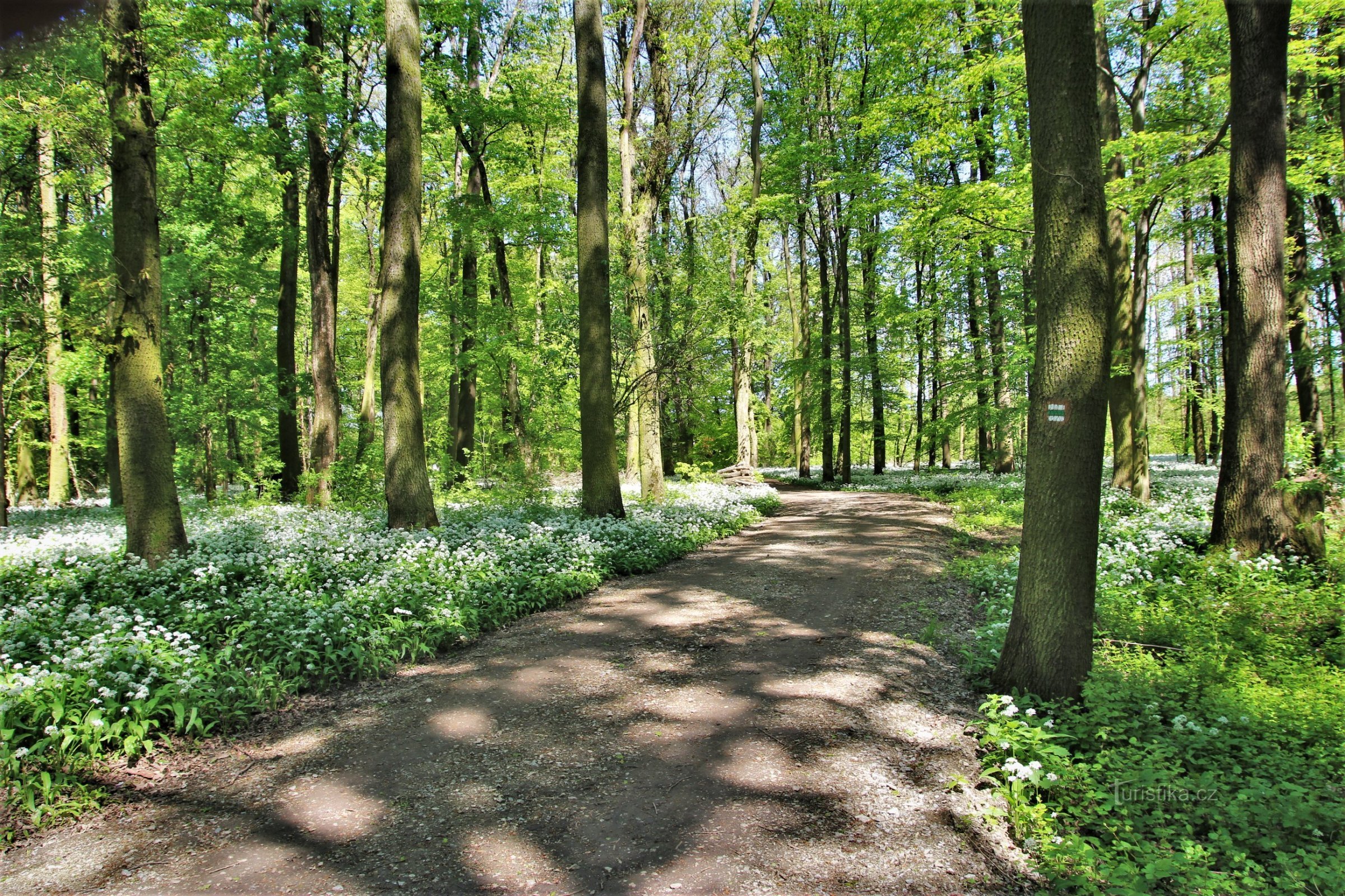 Bjørns hvidløg i naturparken Mikulčický luh