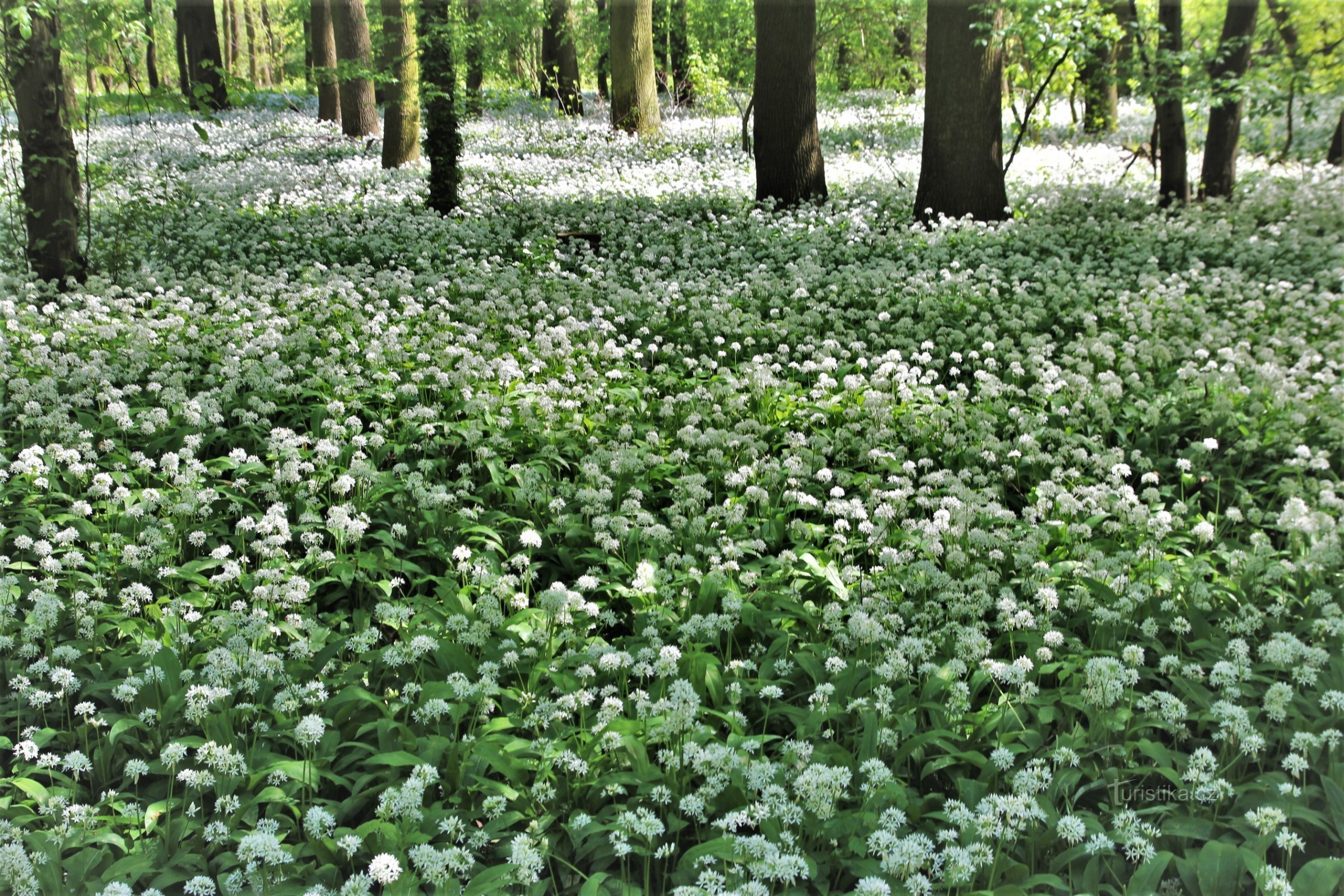 Björns vitlök i naturparken Mikulčický luh