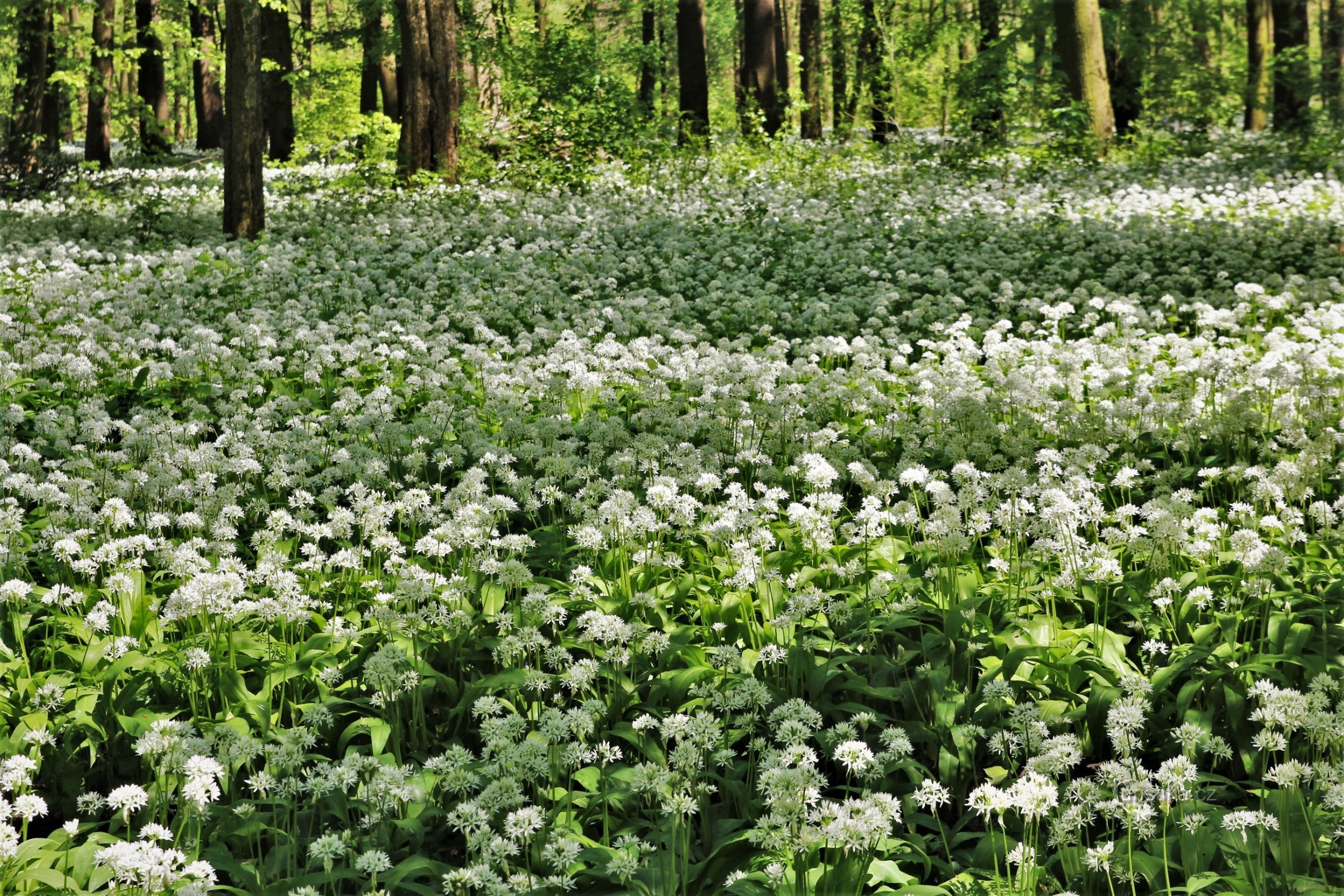 Ail des ours dans le parc naturel de Mikulčický luh