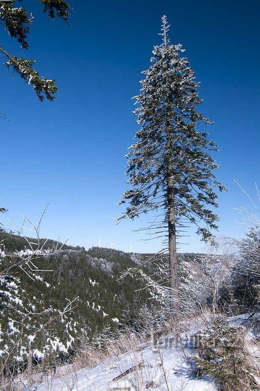 Karhuvuori